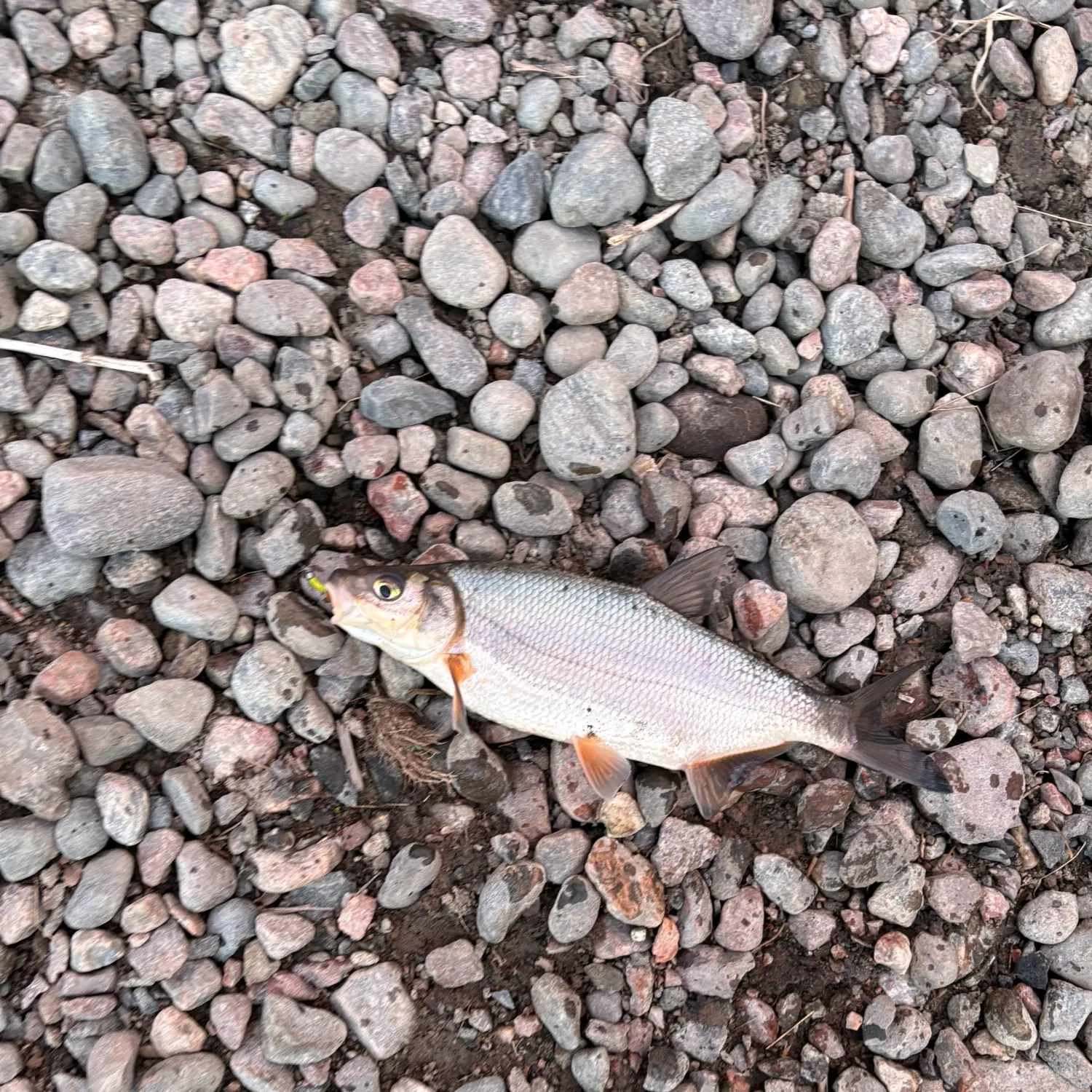 The most recent Vimba bream catches on Fishbrain