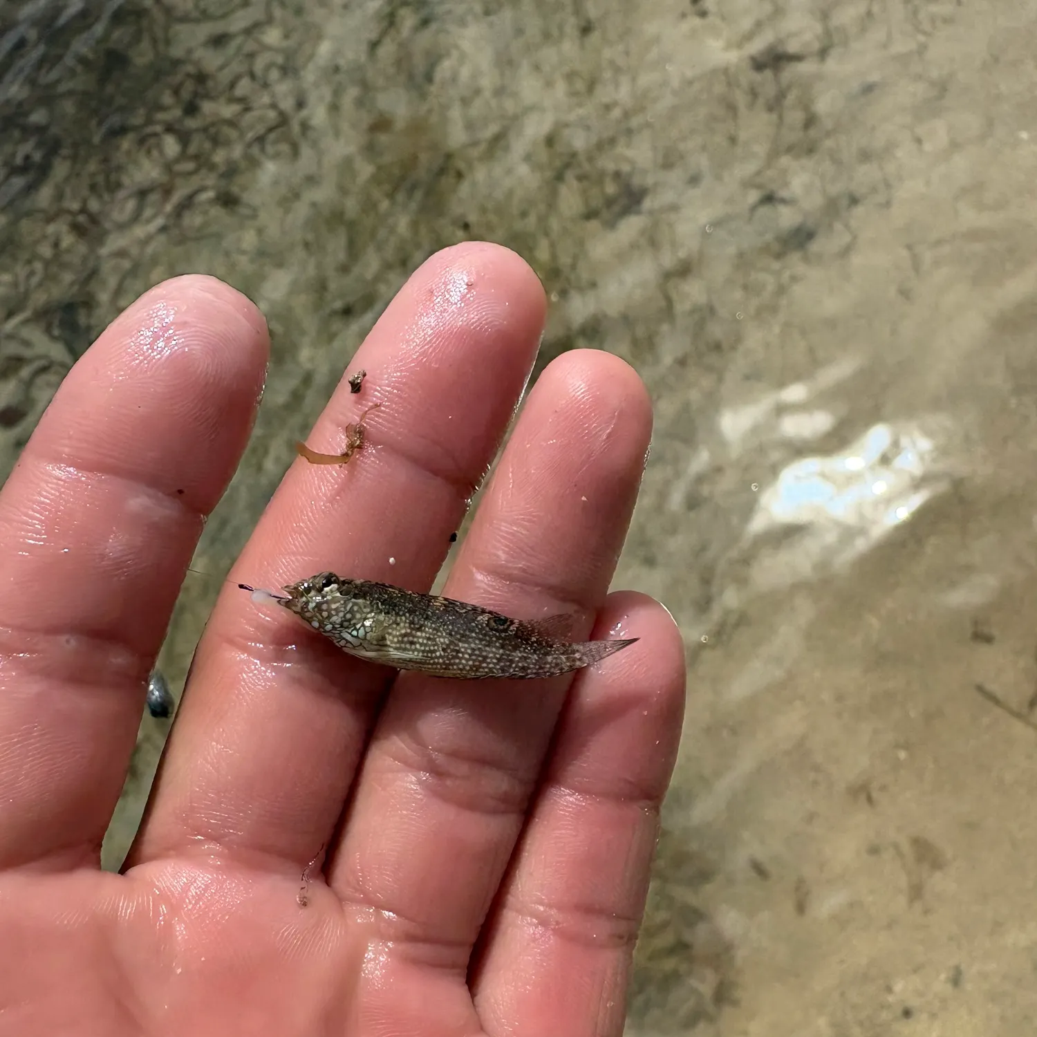 The most recent Rusty blenny catches on Fishbrain