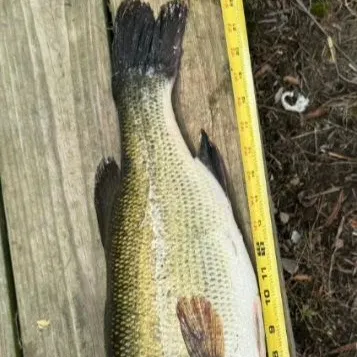Fish caught on Fishbrain