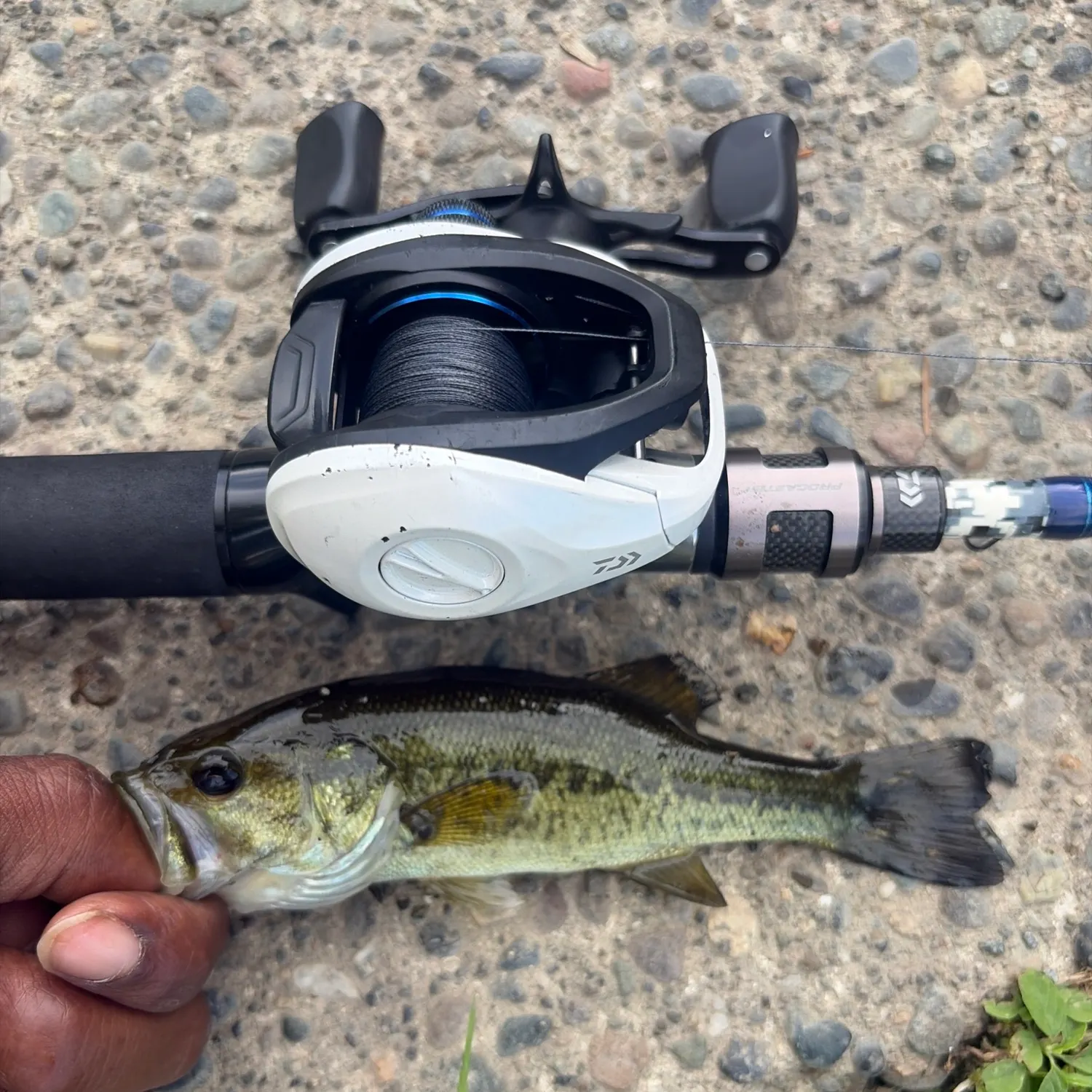 Largemouth bass caught on Fishbrain