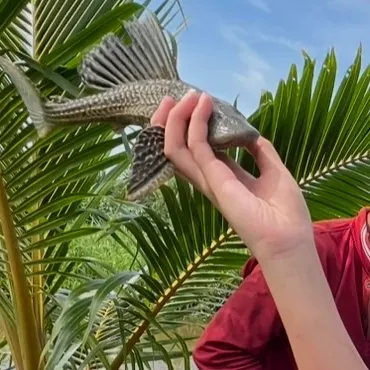 The most recent Orinoco sailfin catfish catches on Fishbrain