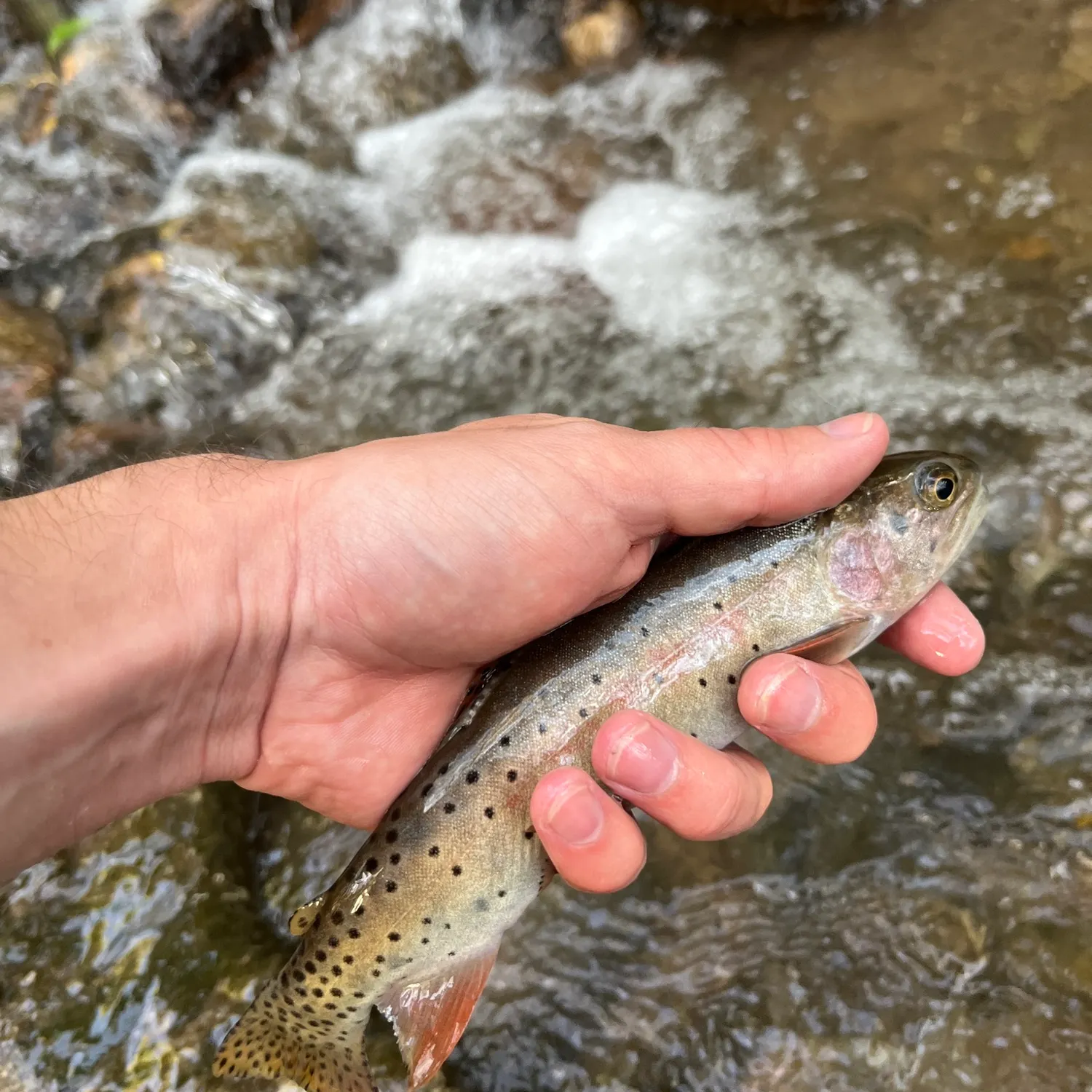Bonneville cutthroat trout caught on Fishbrain