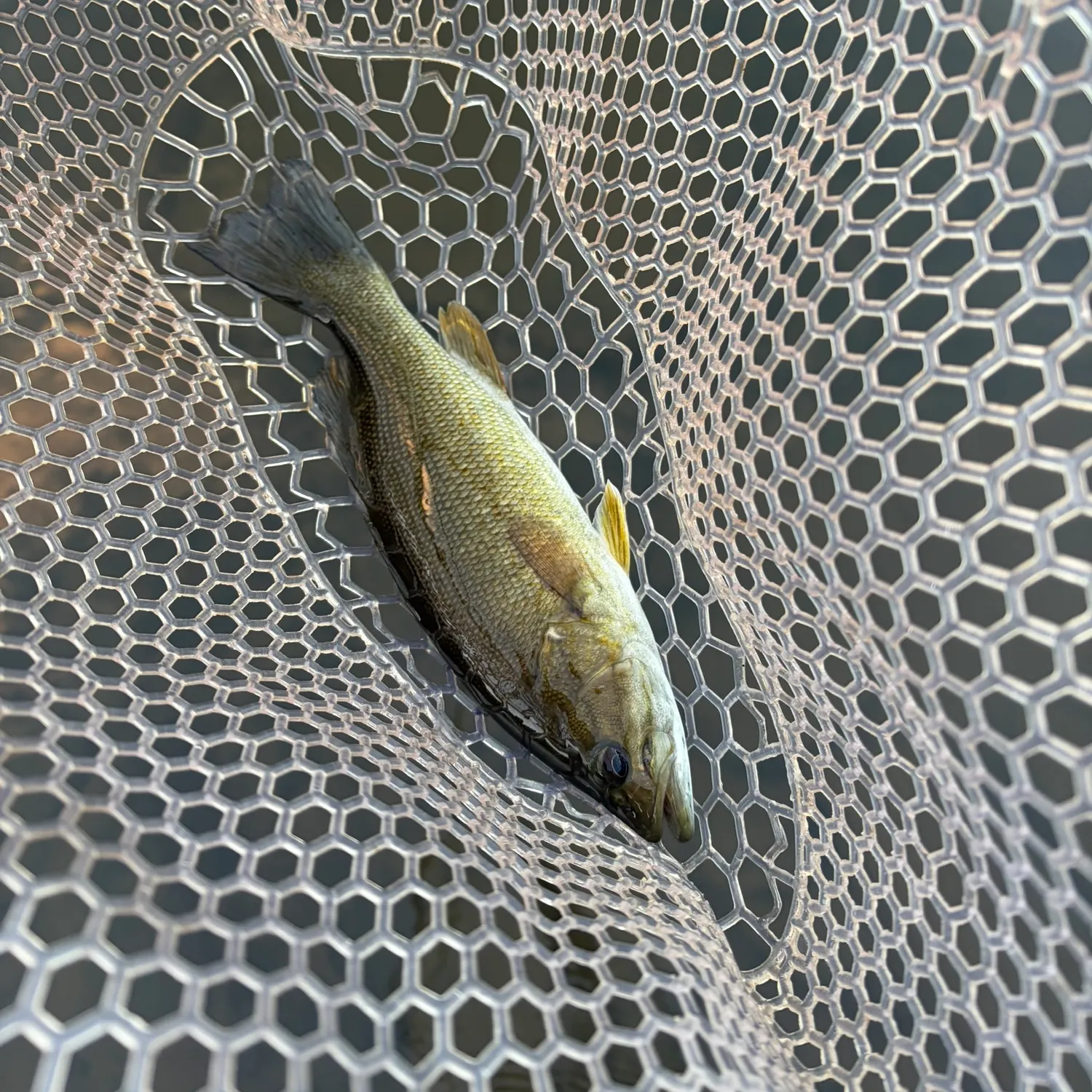 Smallmouth bass caught on Fishbrain