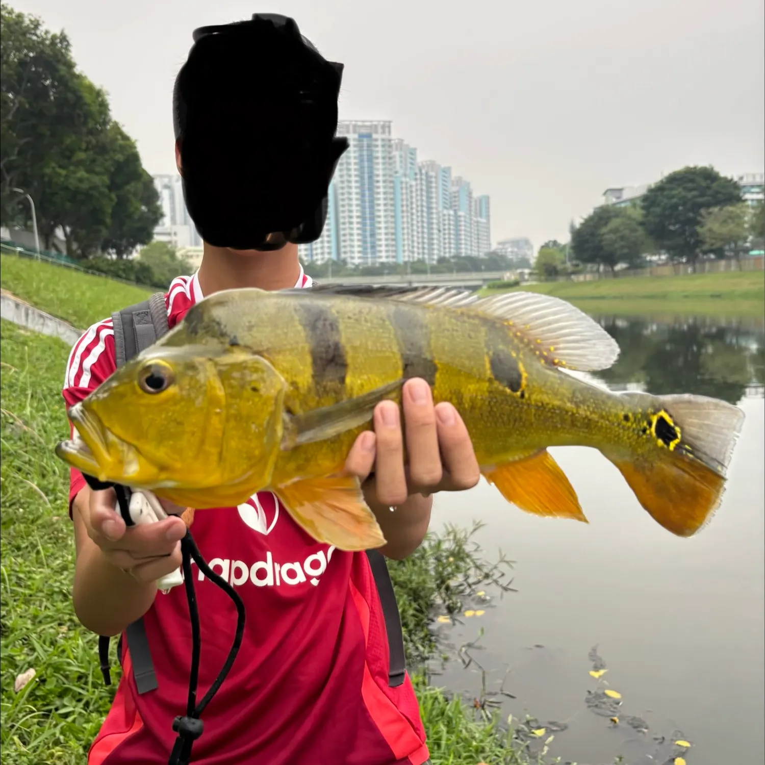 Butterfly peacock bass caught on Fishbrain