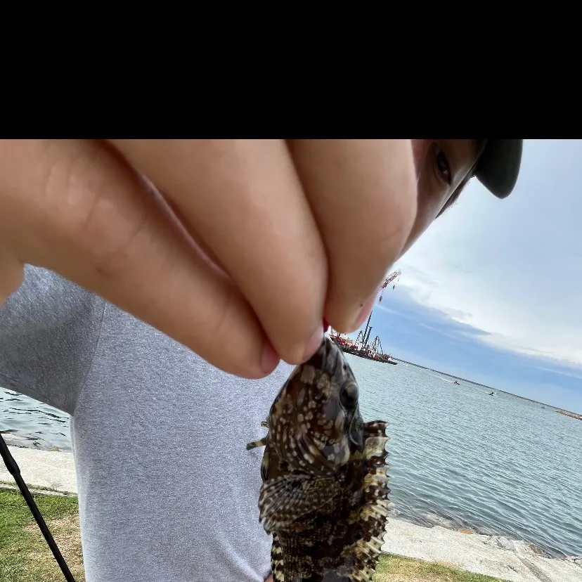 Cabezon caught on Fishbrain