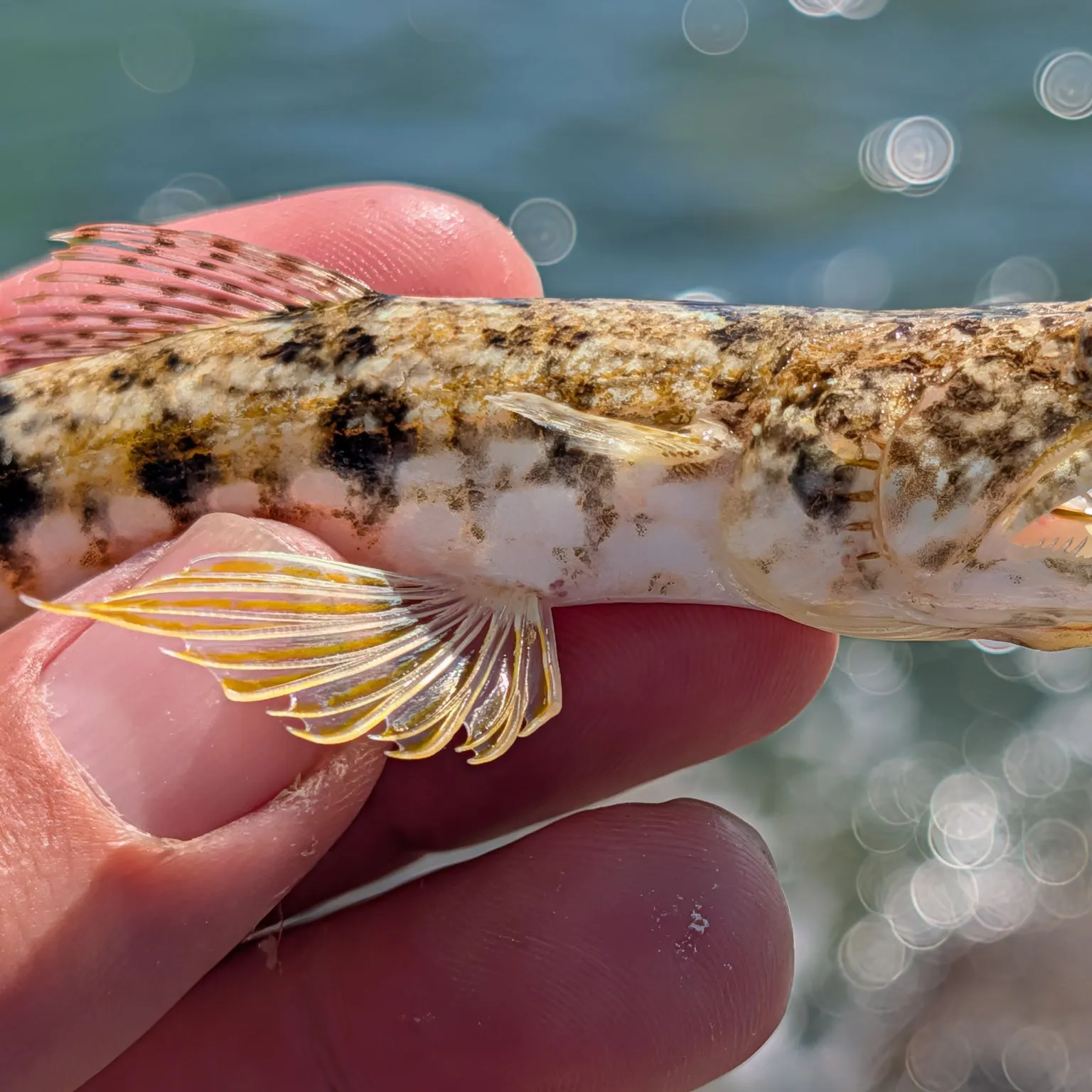 The most recent Atlantic lizardfish catches on Fishbrain