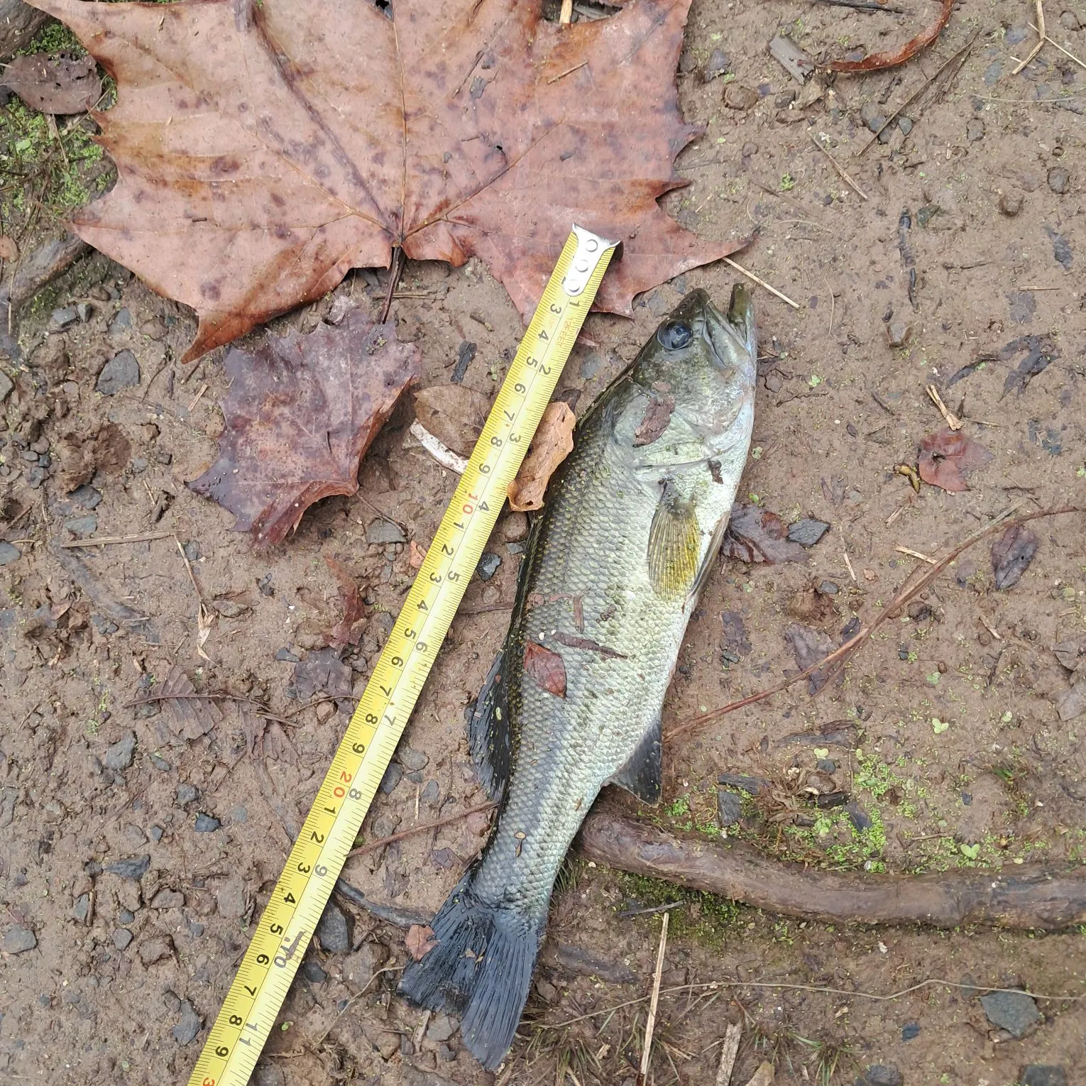Largemouth bass caught on Fishbrain
