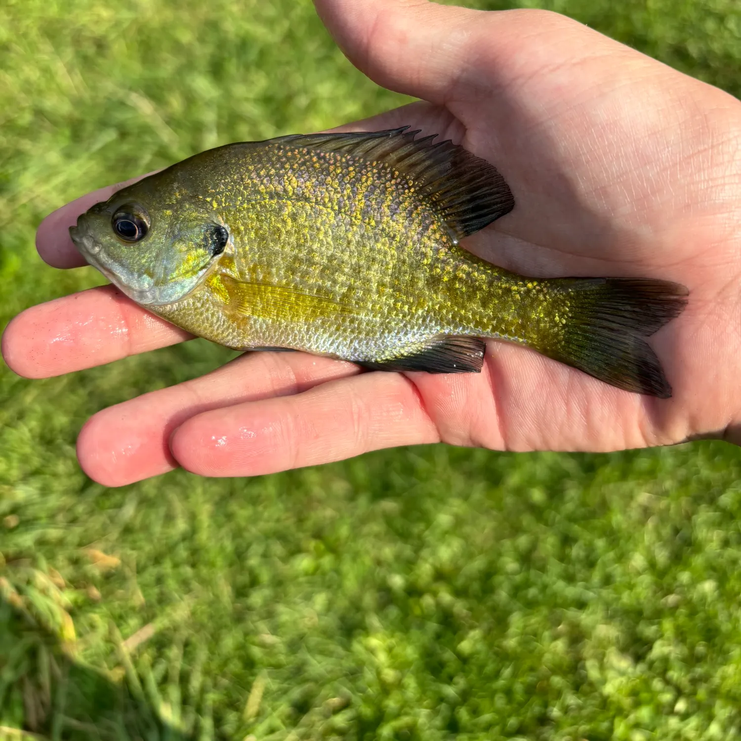 Bluegill caught on Fishbrain