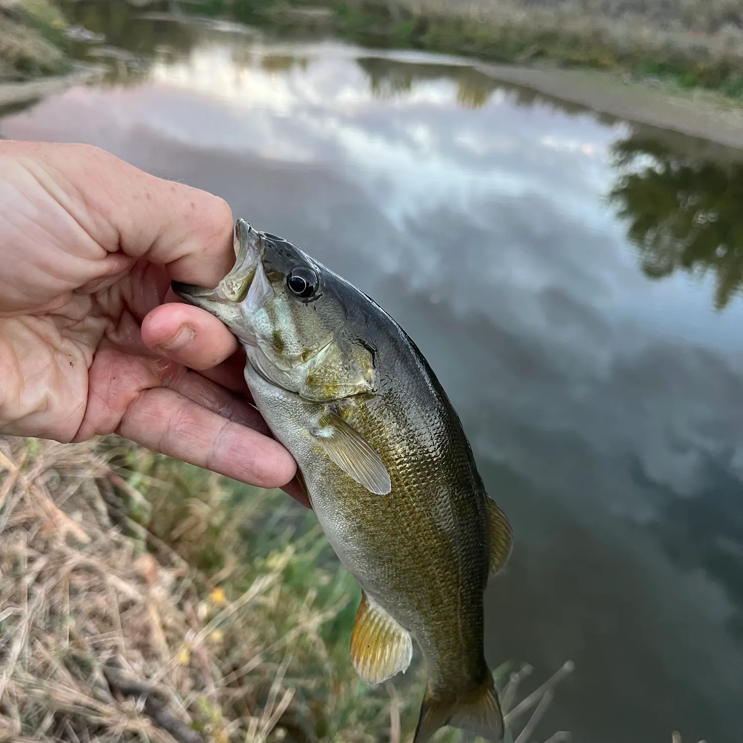 Smallmouth bass caught on Fishbrain