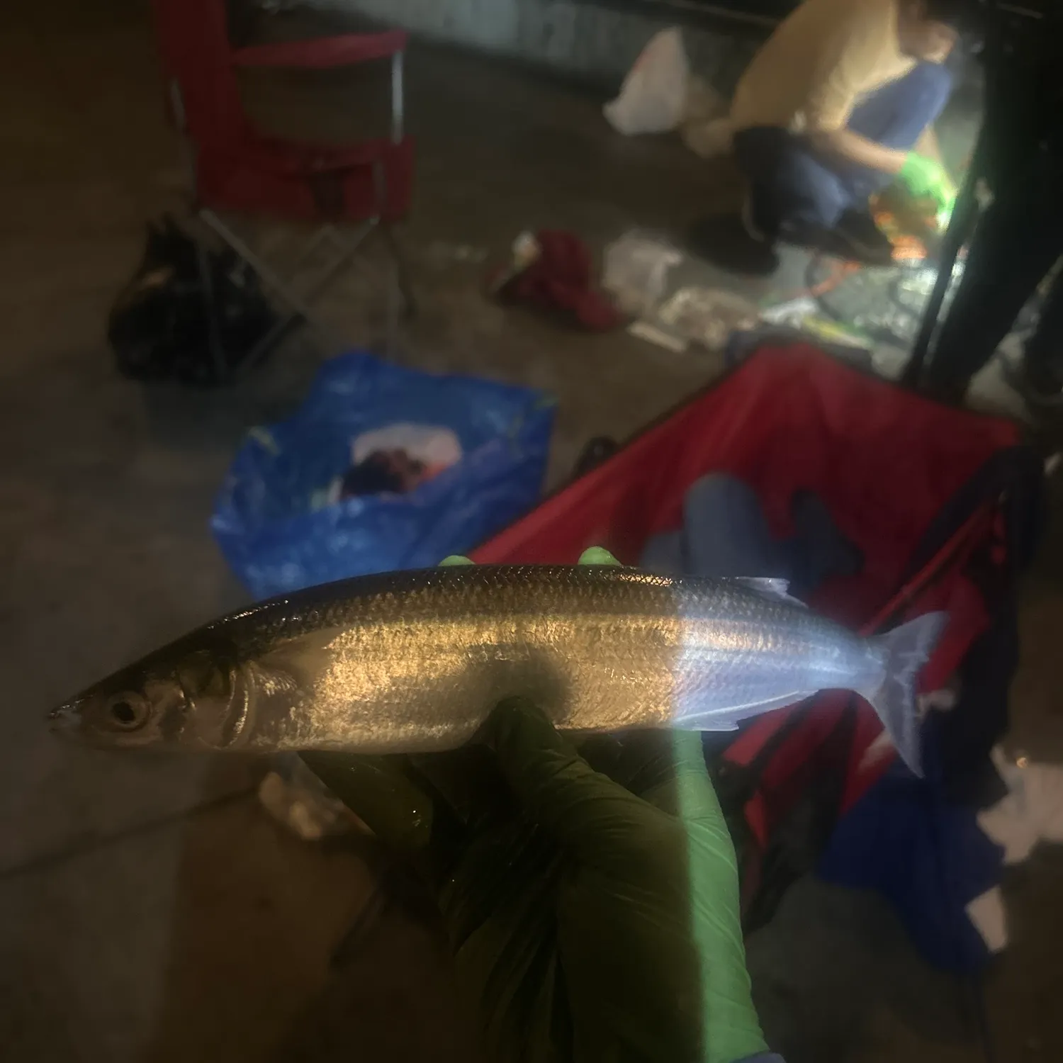 Surf smelt caught on Fishbrain