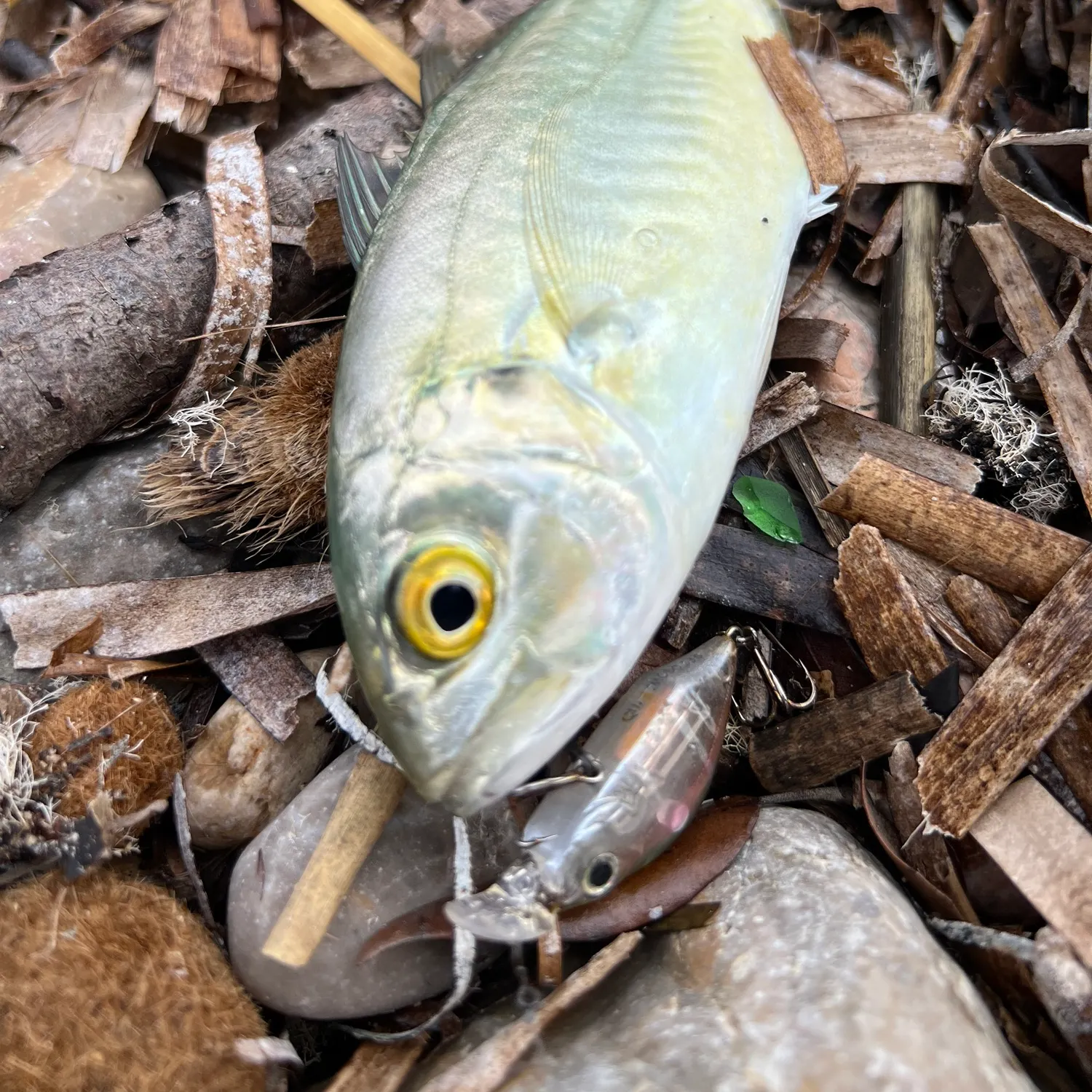 The most recent Blue runner catches on Fishbrain