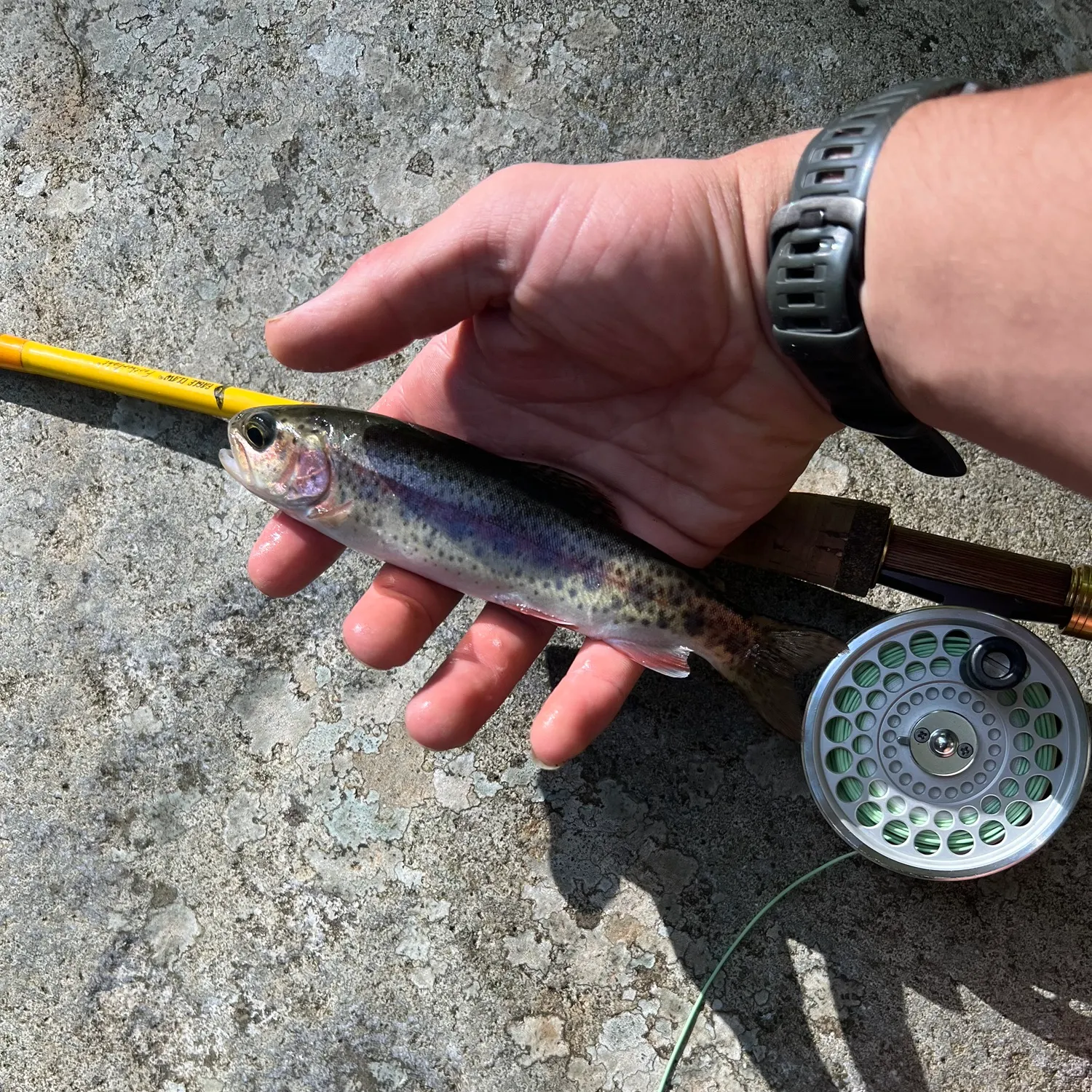 Rainbow trout caught on Fishbrain