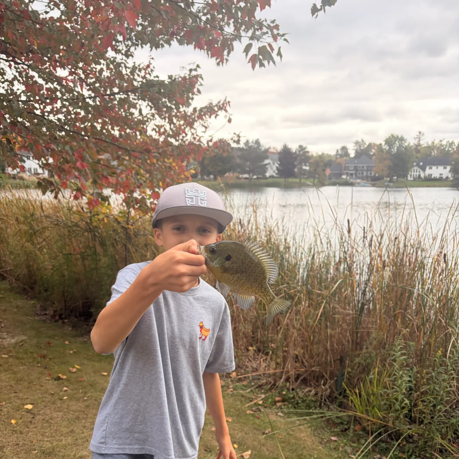 Bluegill caught on Fishbrain