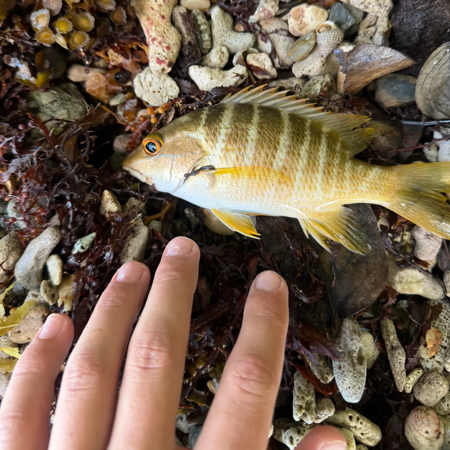 The most recent Schoolmaster snapper catches on Fishbrain