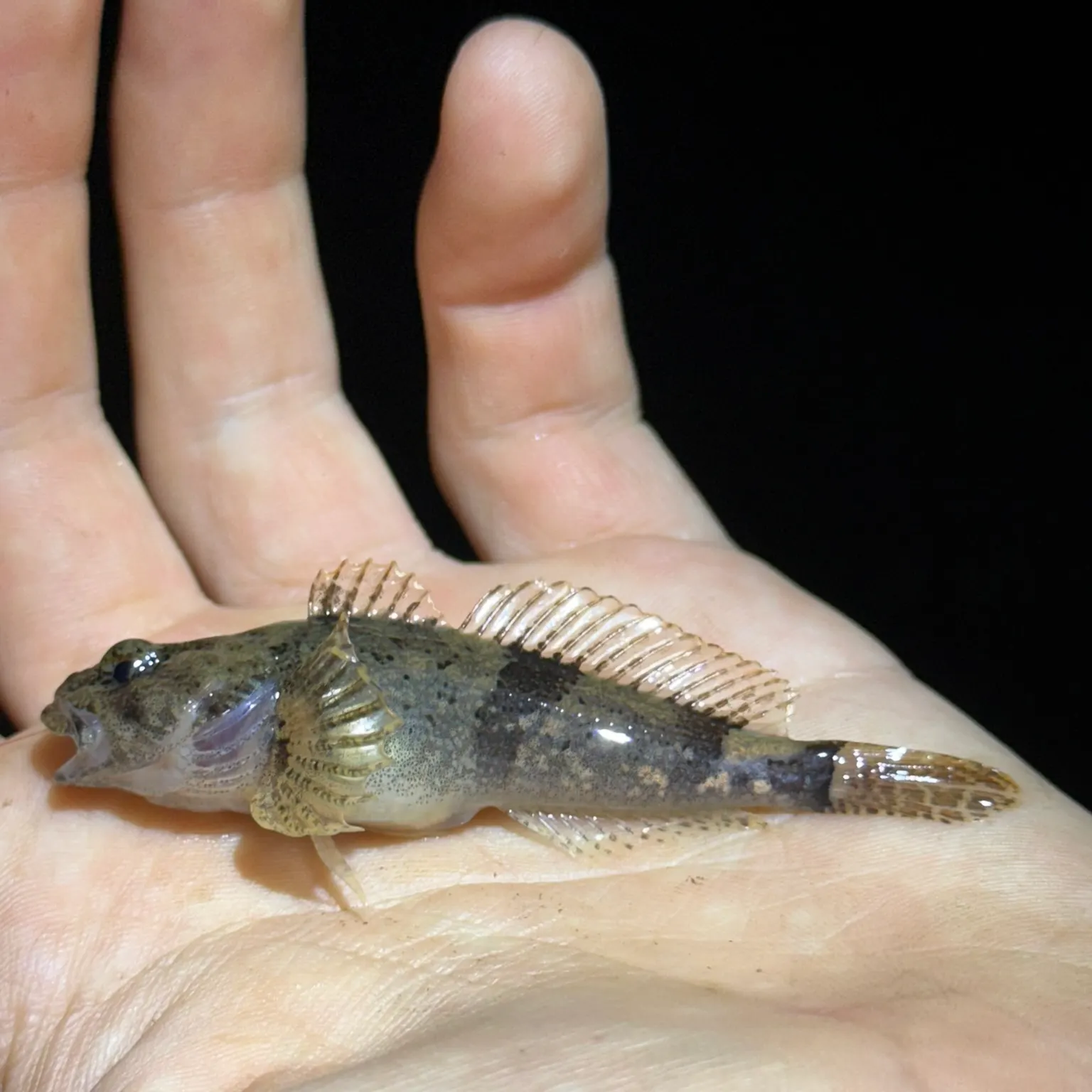 The most recent Banded sculpin catches on Fishbrain