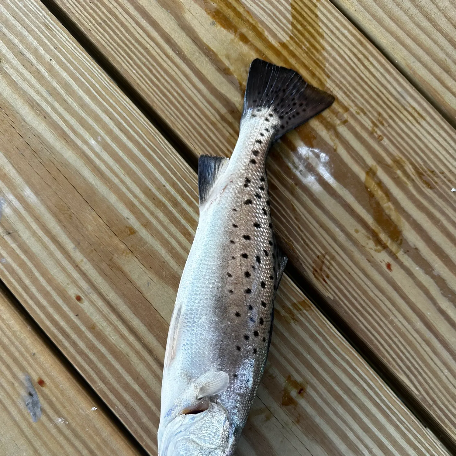 Spotted seatrout caught on Fishbrain