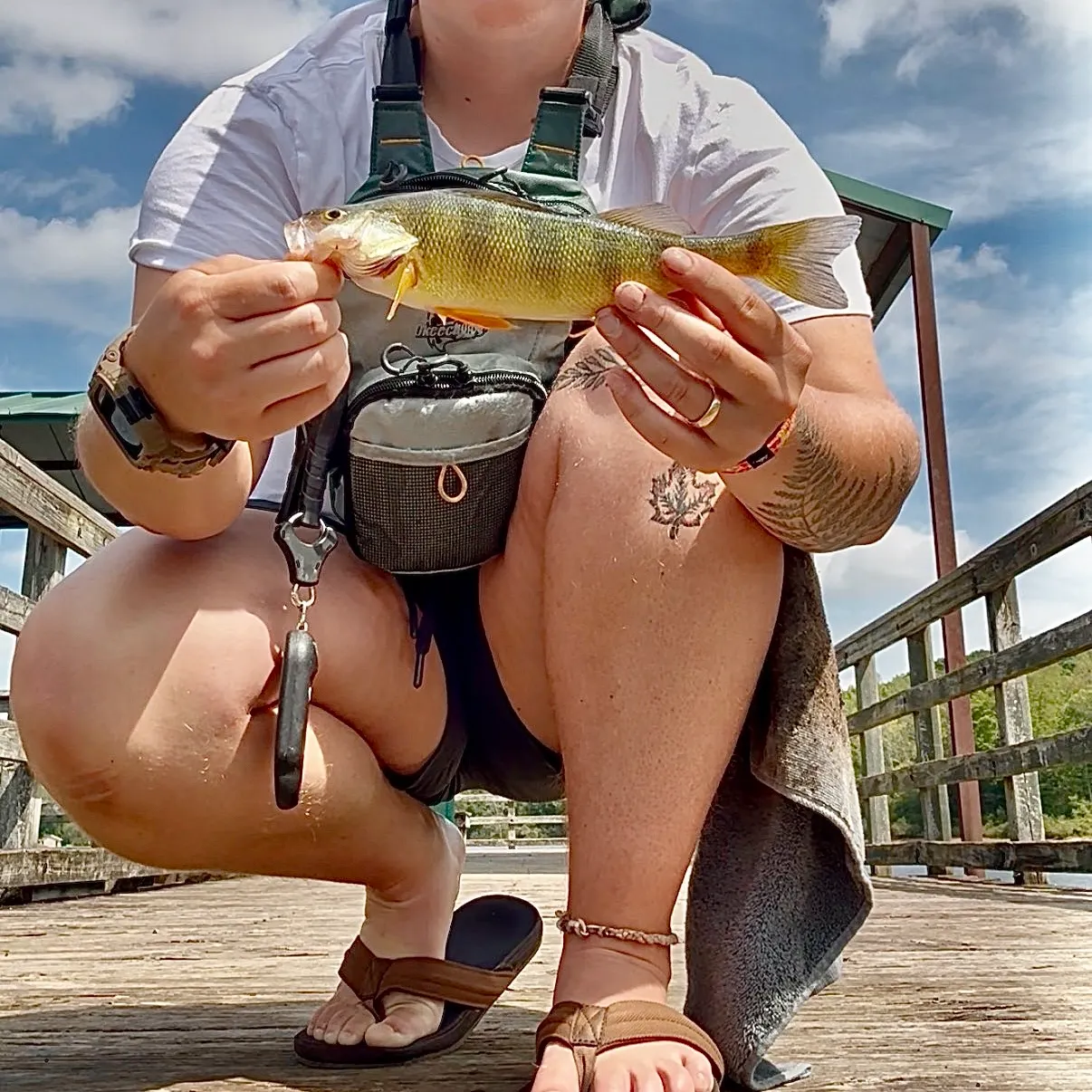 Yellow perch caught on Fishbrain