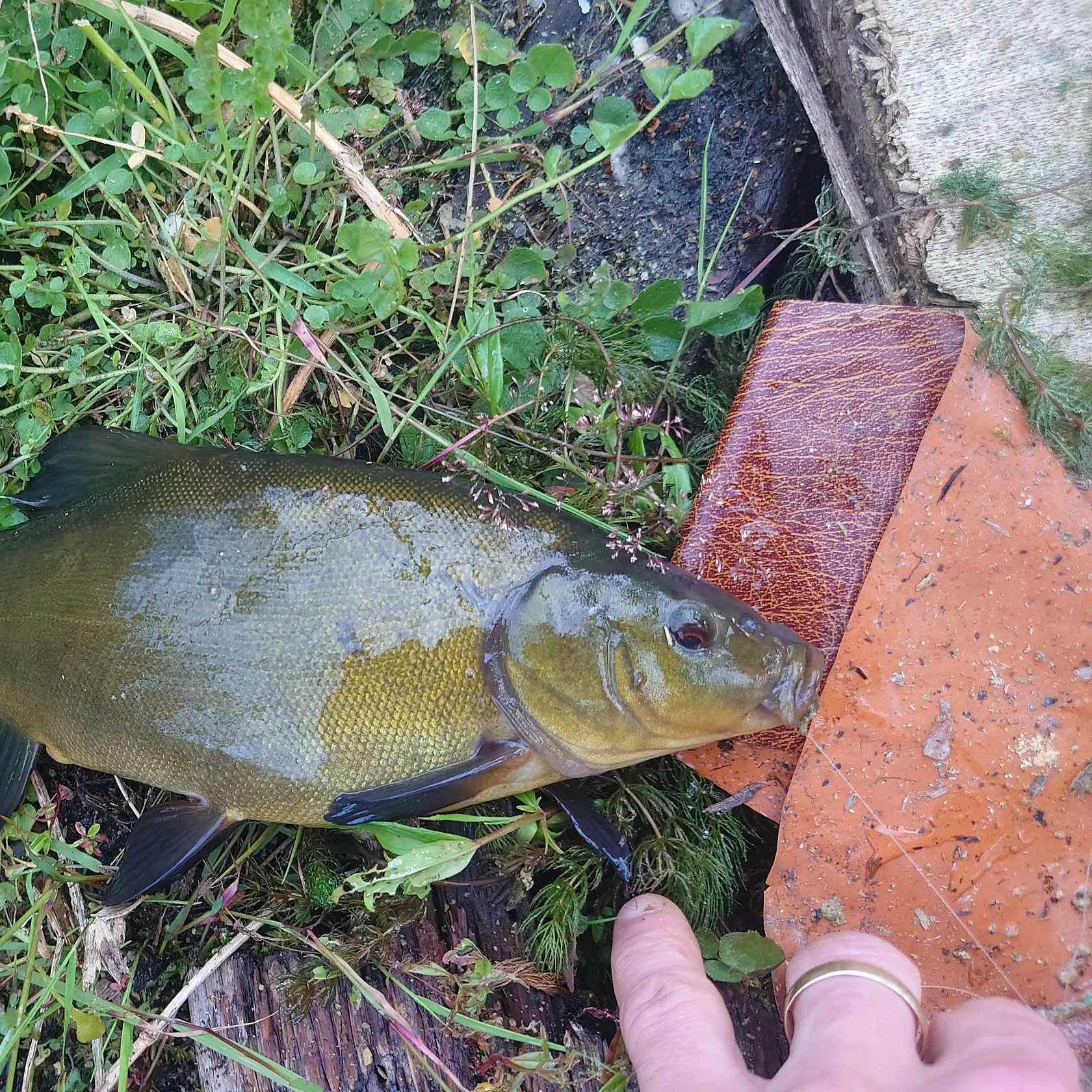 catch
