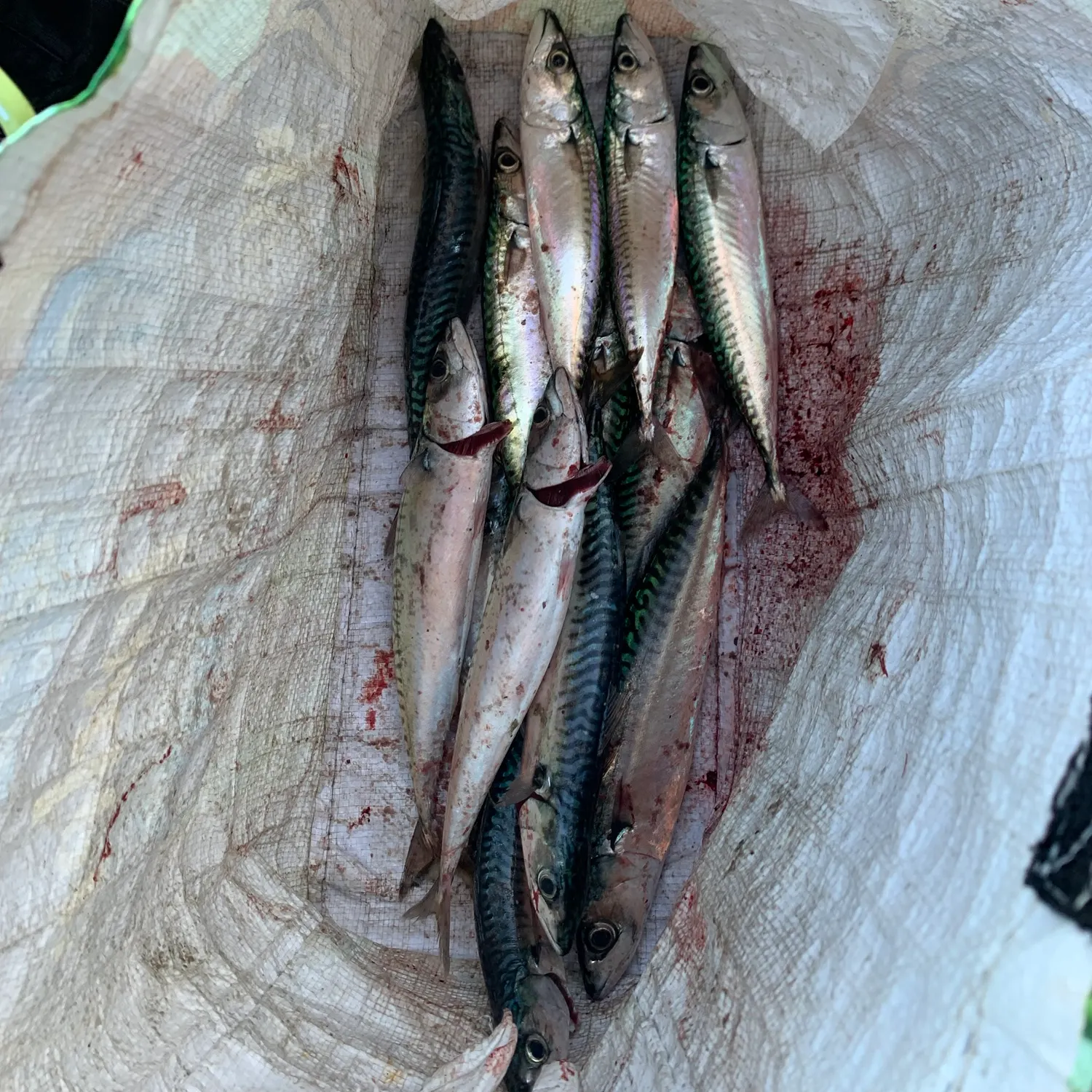 Atlantic mackerel caught on Fishbrain