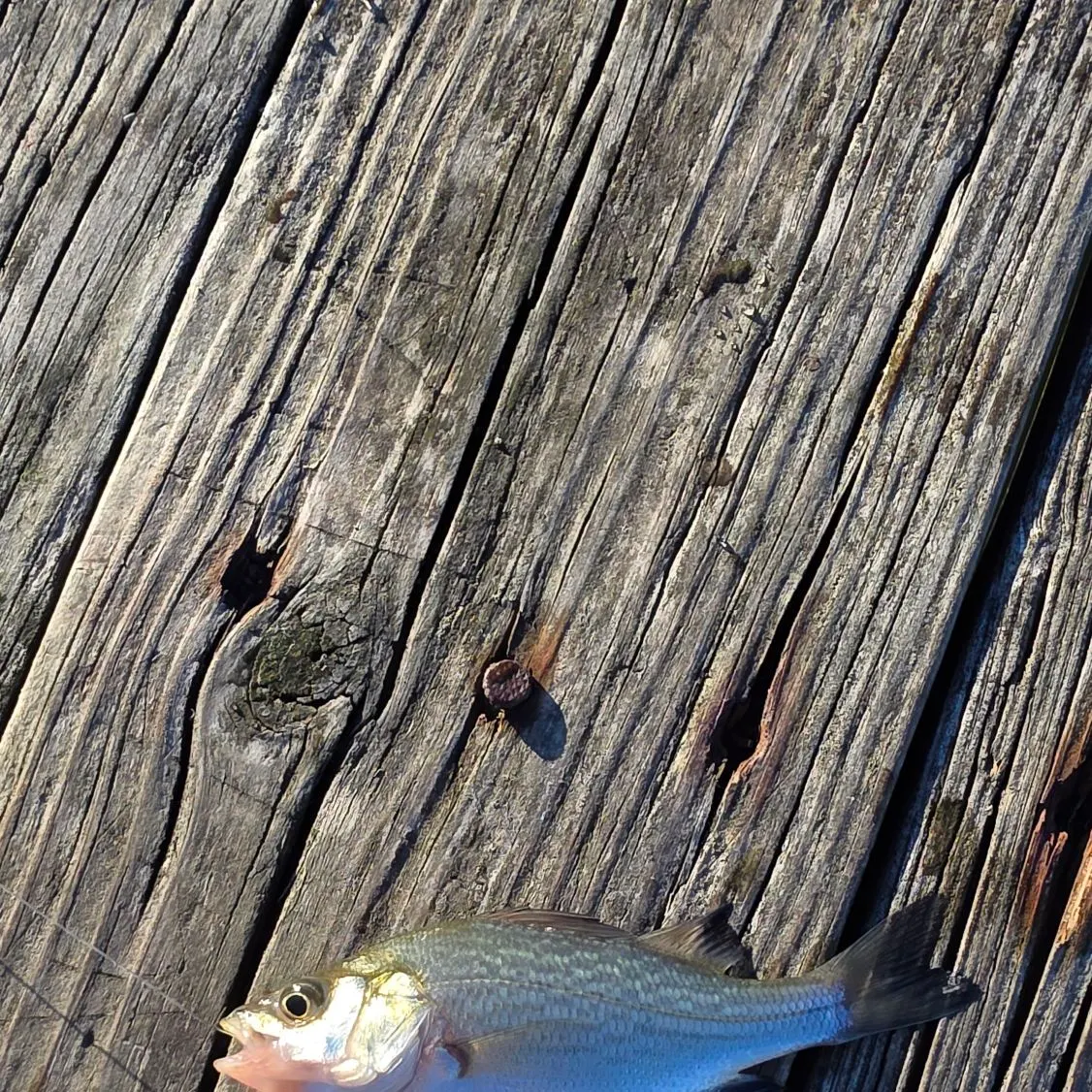 White perch caught on Fishbrain