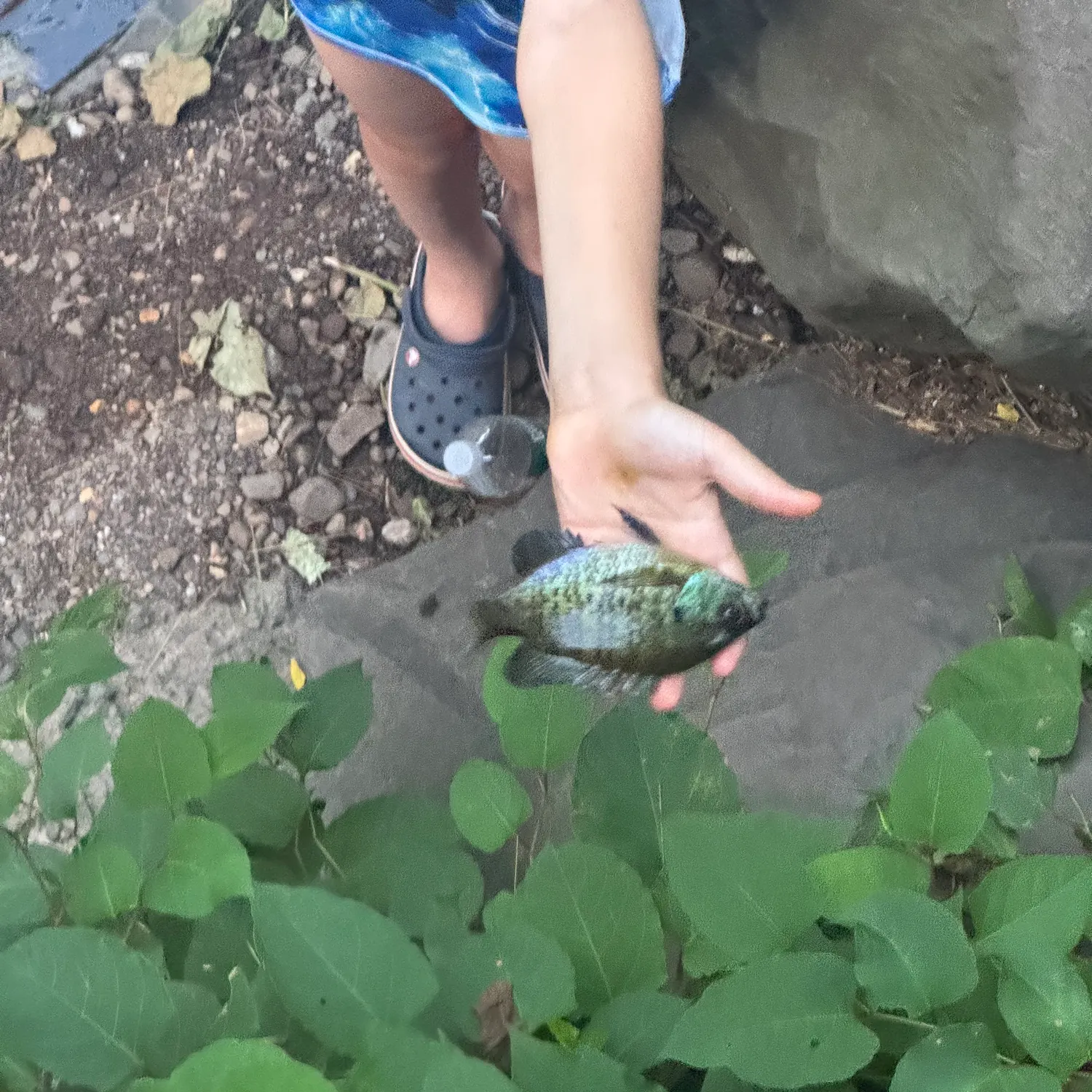 catch