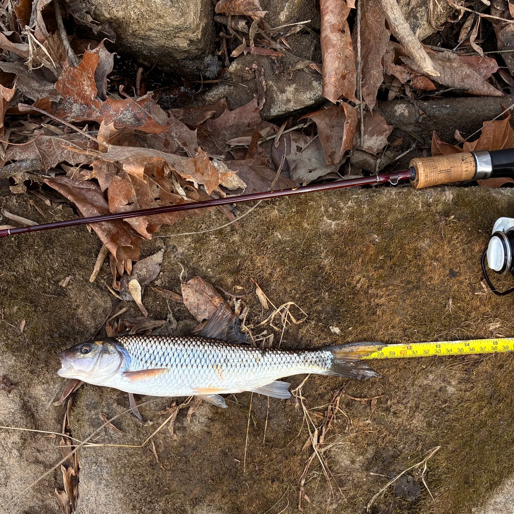 The most recent Fallfish catches on Fishbrain