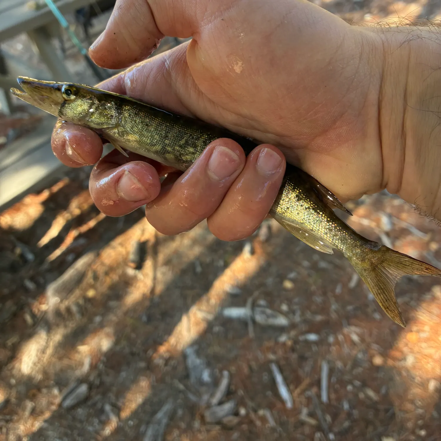 Chain pickerel caught on Fishbrain