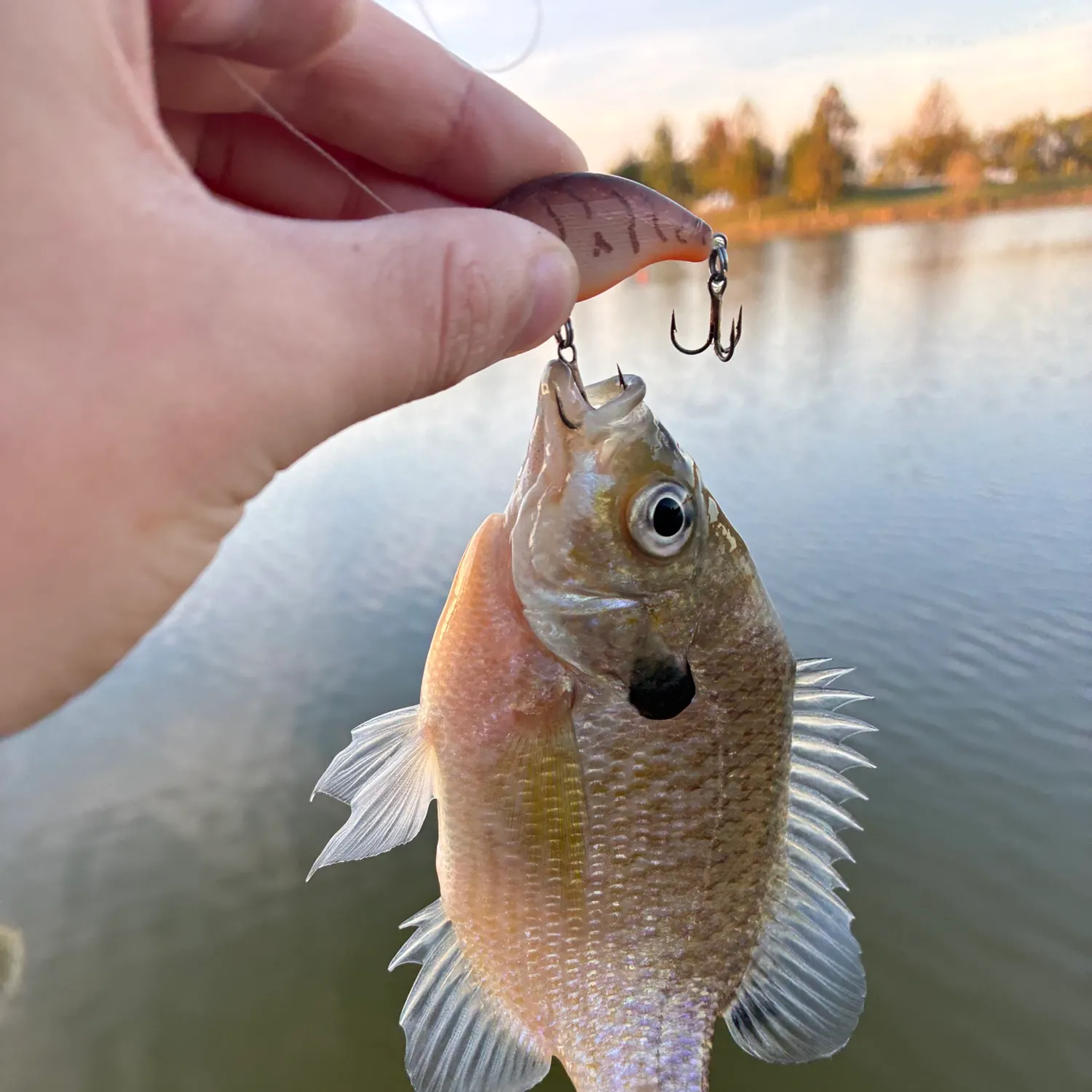 Bluegill caught on Fishbrain