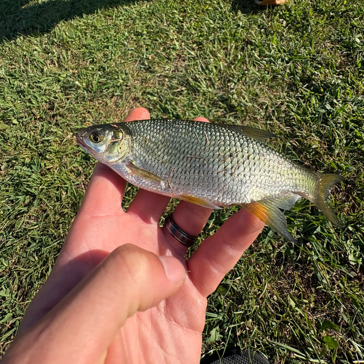 Golden shiner caught on Fishbrain
