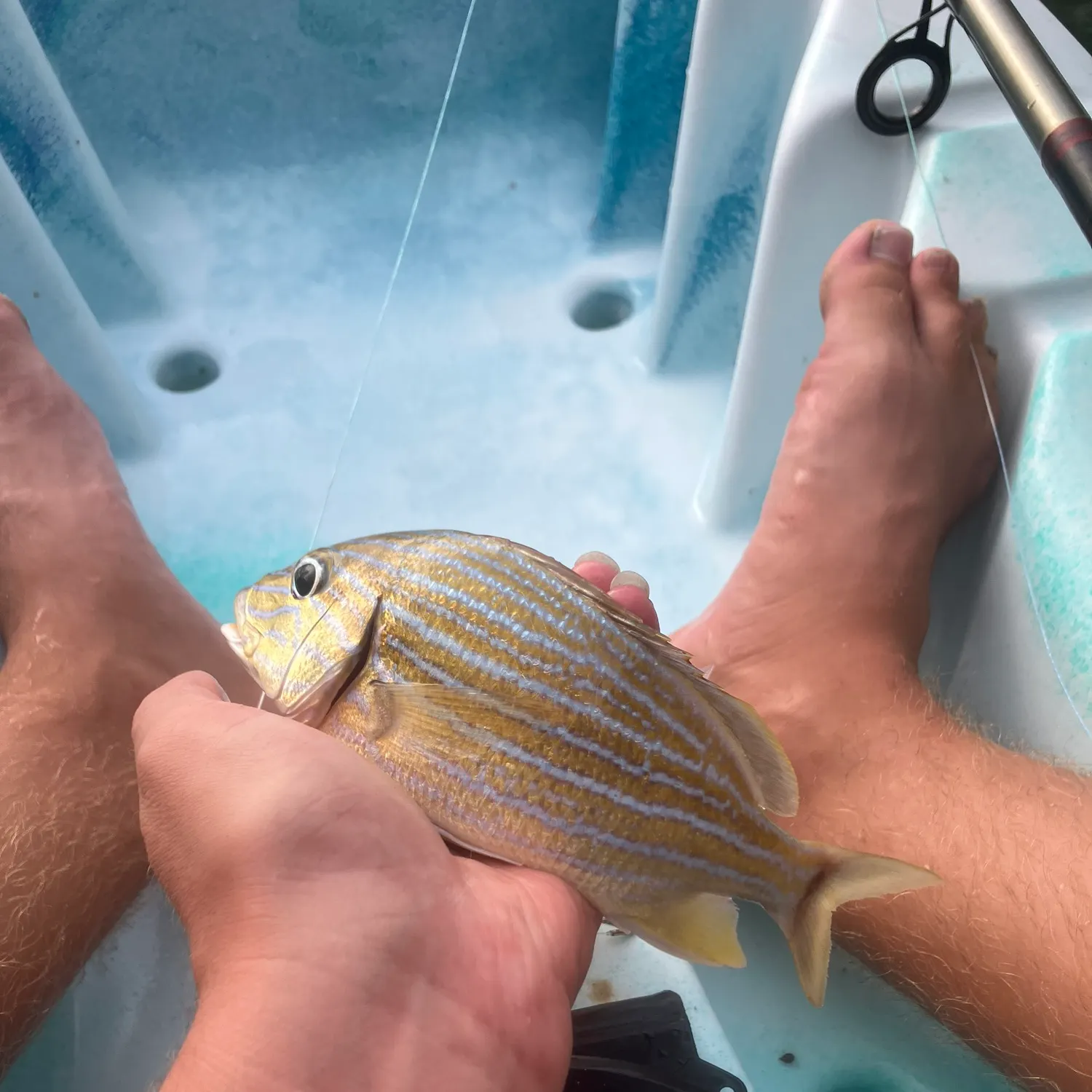 The most recent Bluestriped grunt catches on Fishbrain
