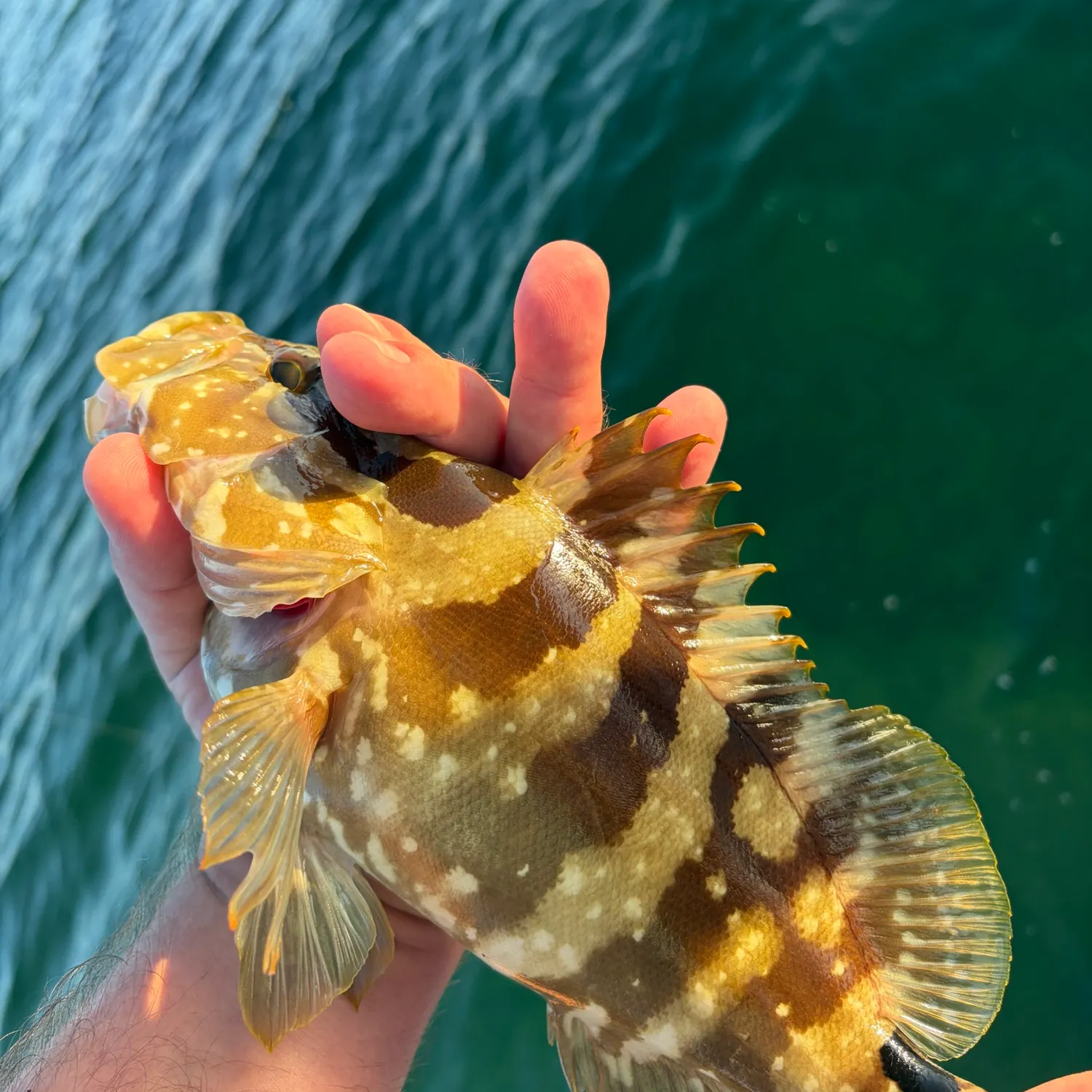 The most recent Nassau grouper catches on Fishbrain