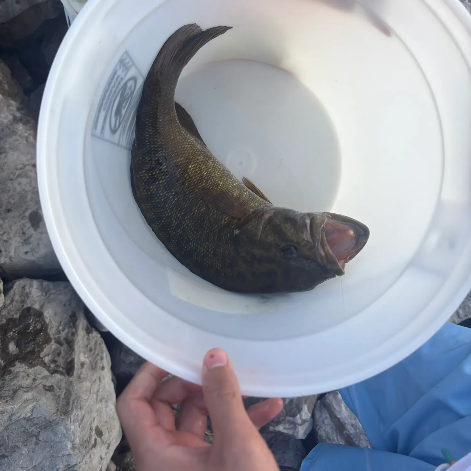 Smallmouth bass caught on Fishbrain