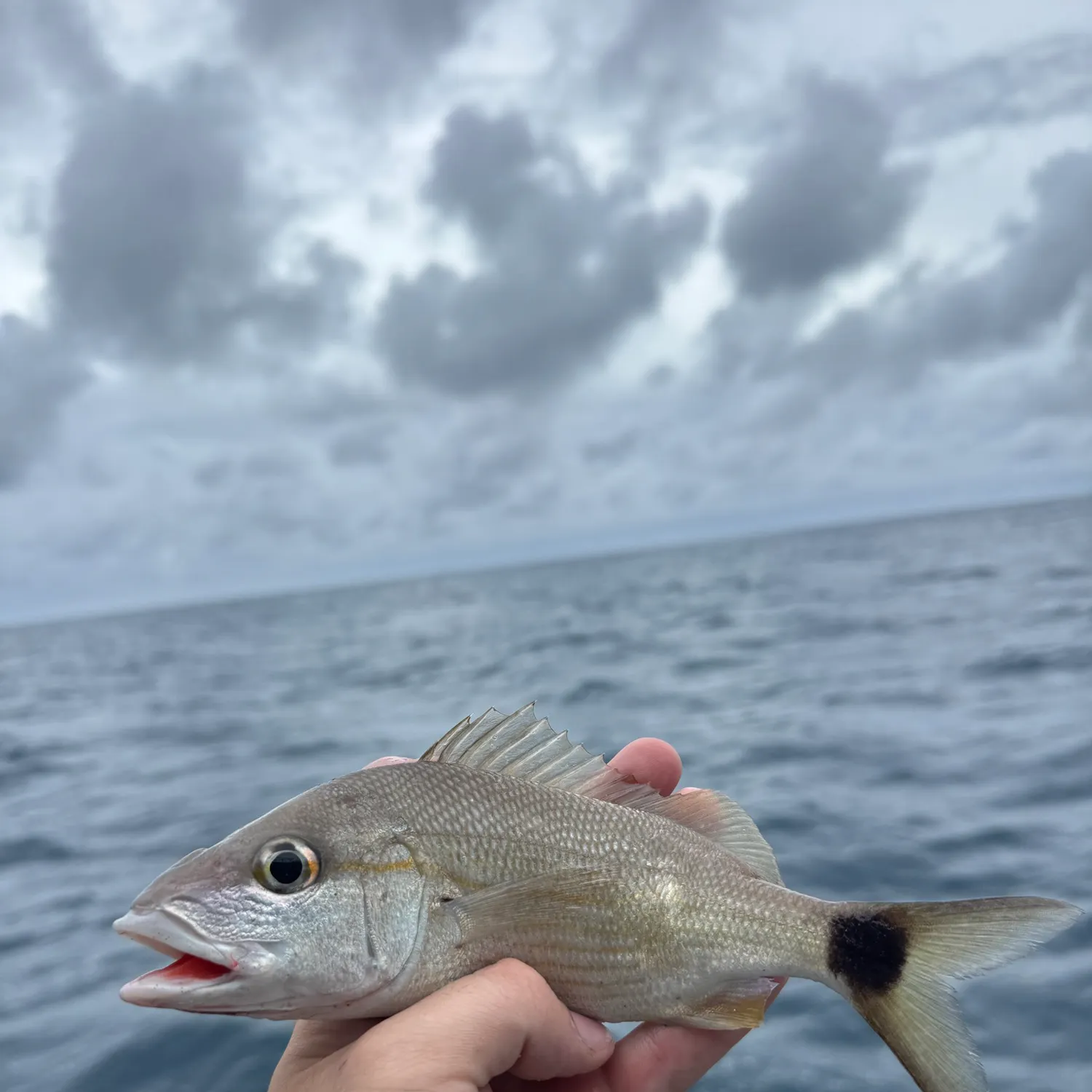The most recent Tomtate grunt catches on Fishbrain
