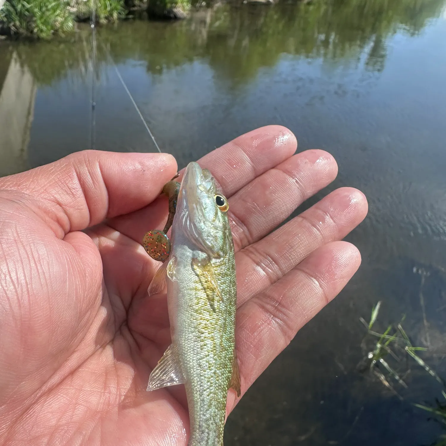 The most recent Spotted sucker catches on Fishbrain