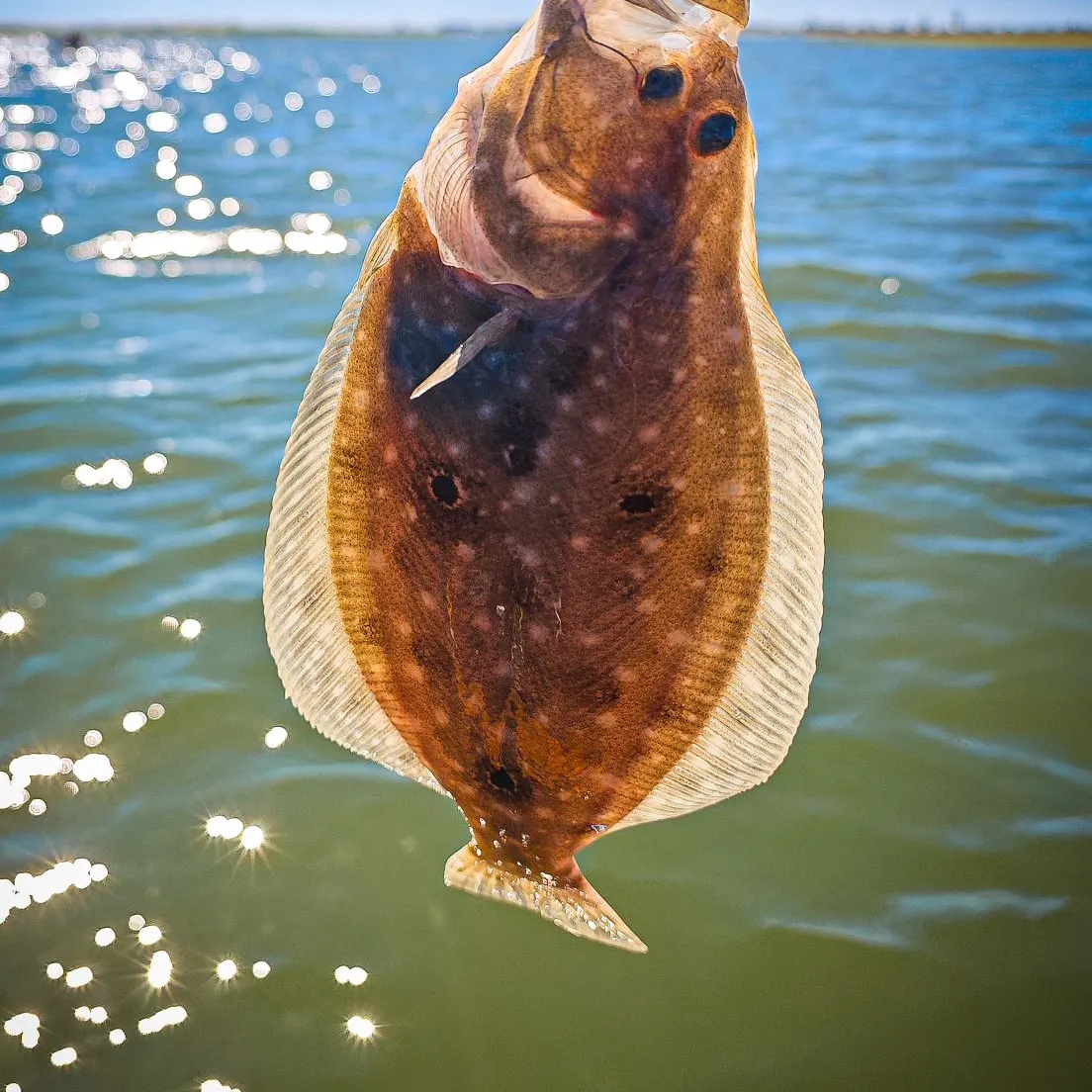 Gulf flounder caught on Fishbrain
