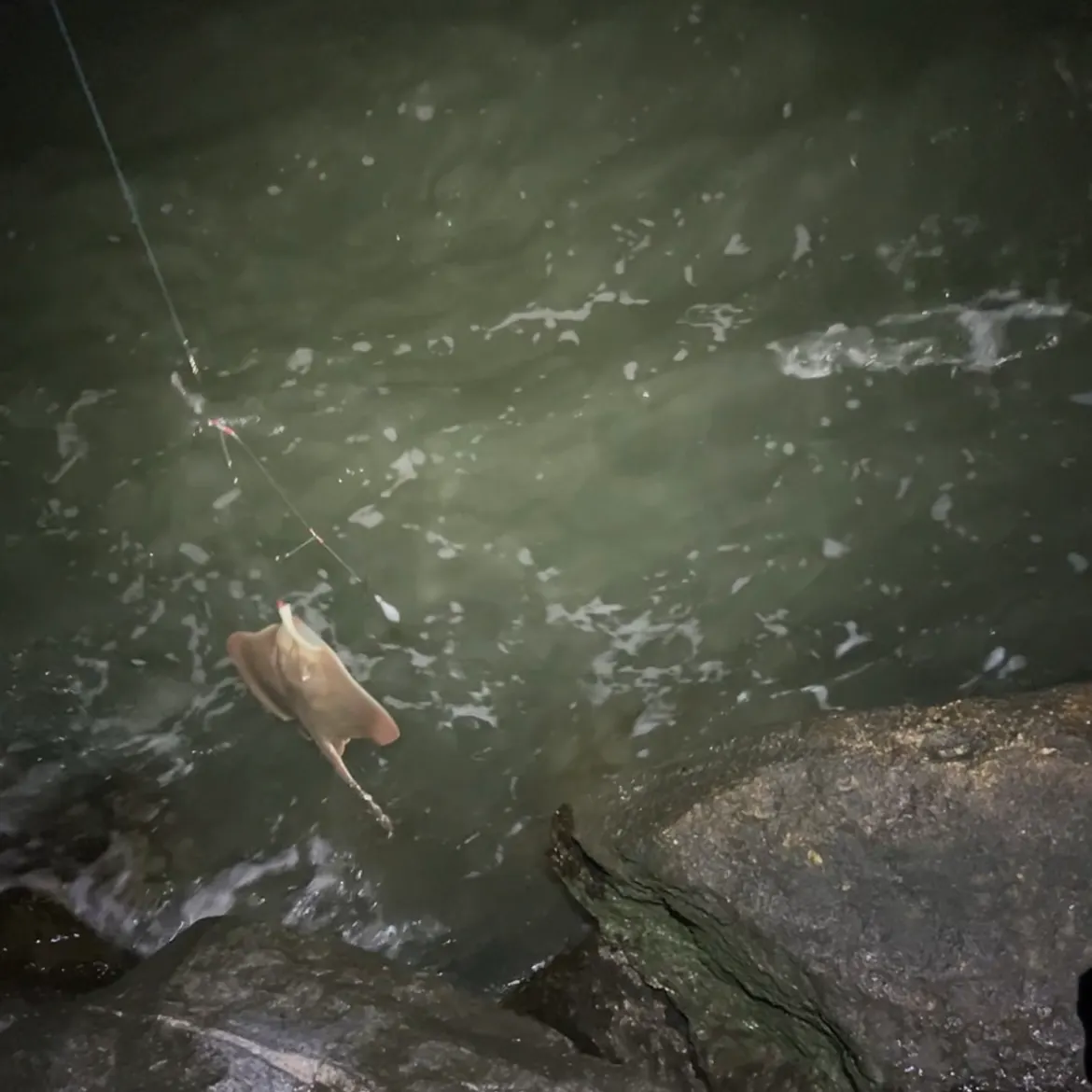 The most recent Cowtail stingray catches on Fishbrain