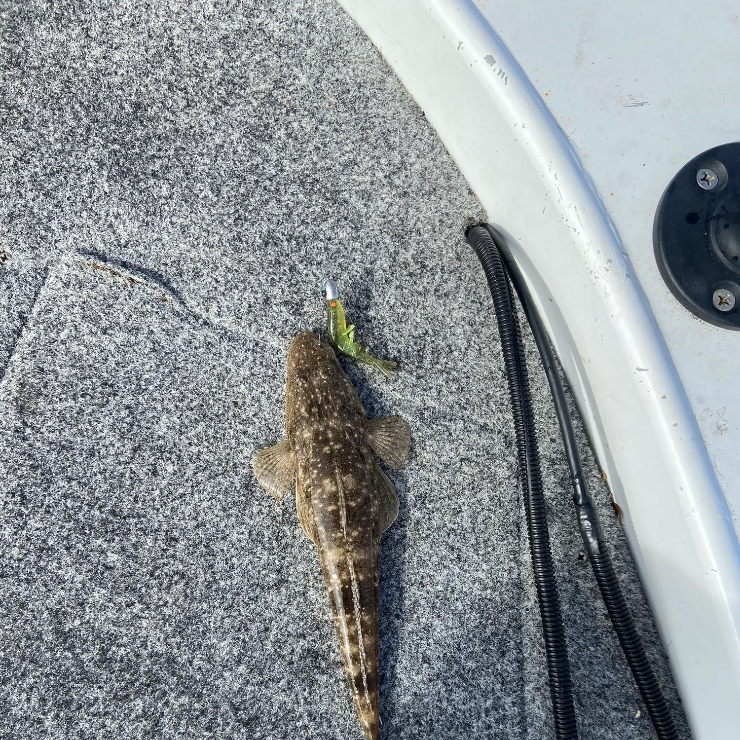 Dusky flathead caught on Fishbrain