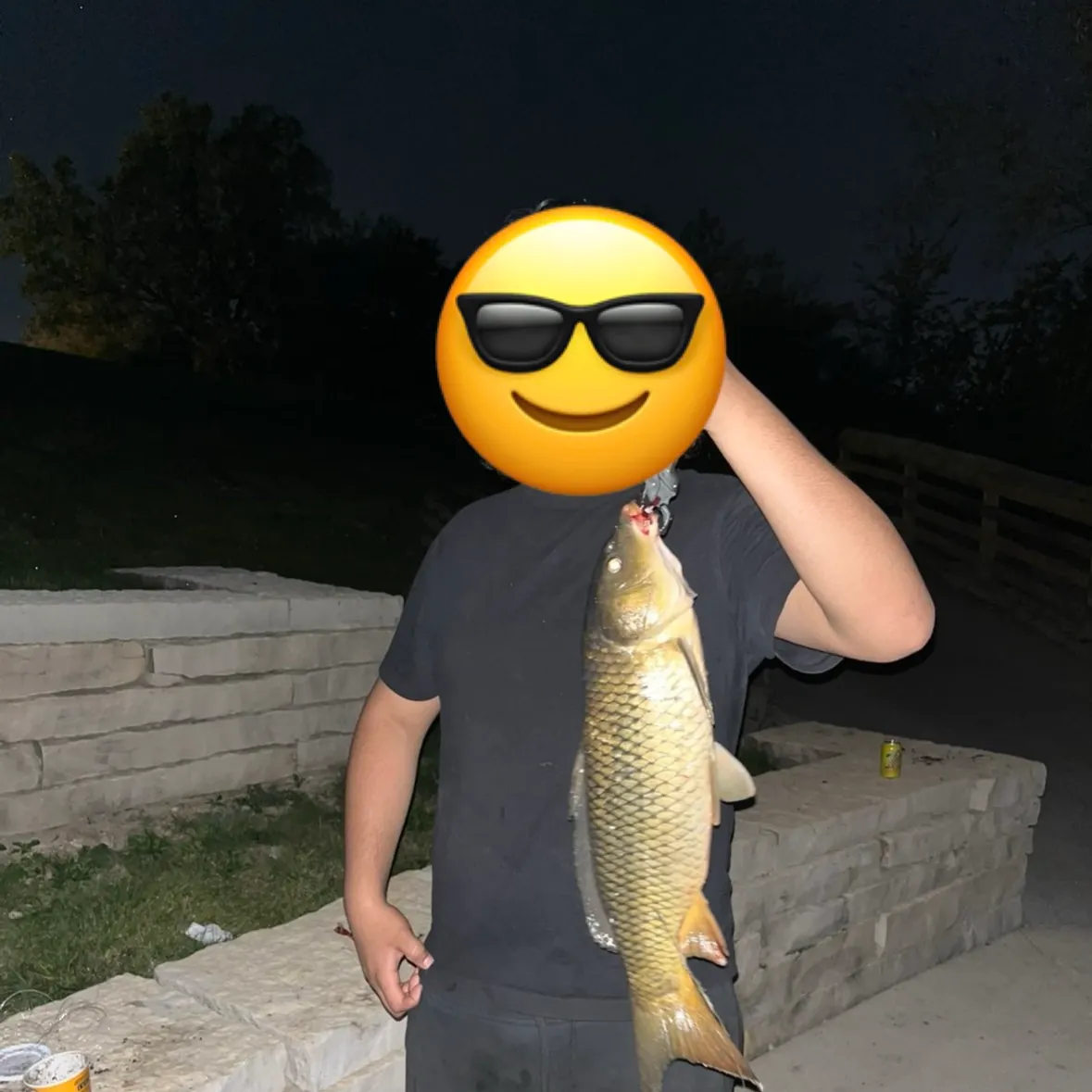 Common carp caught on Fishbrain