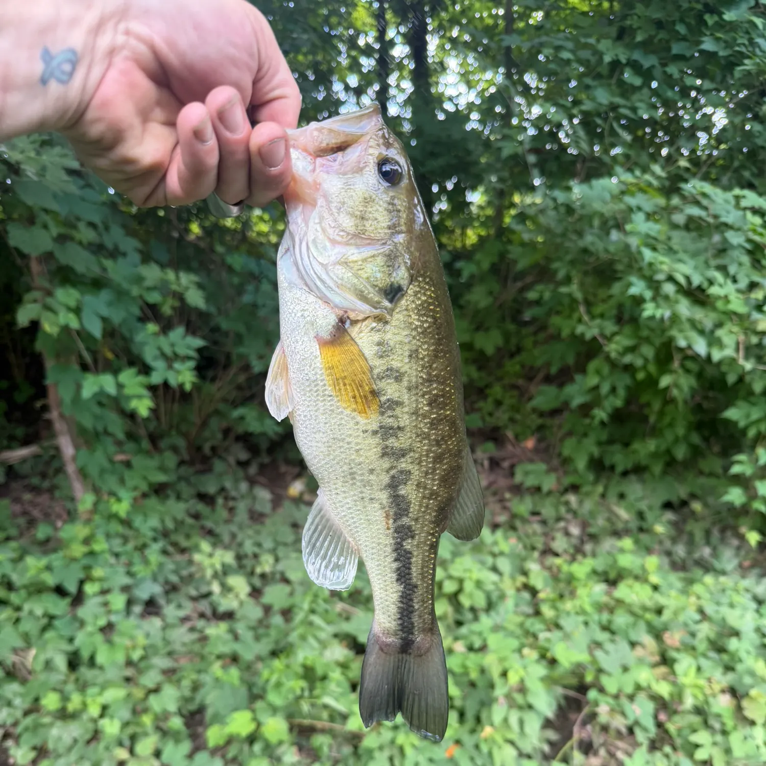Largemouth bass caught on Fishbrain