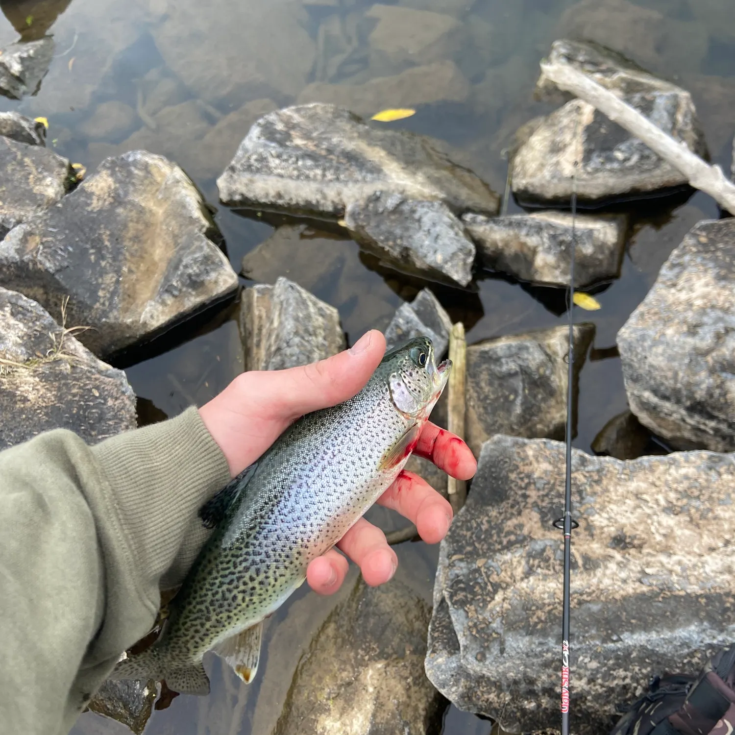 recently logged catches