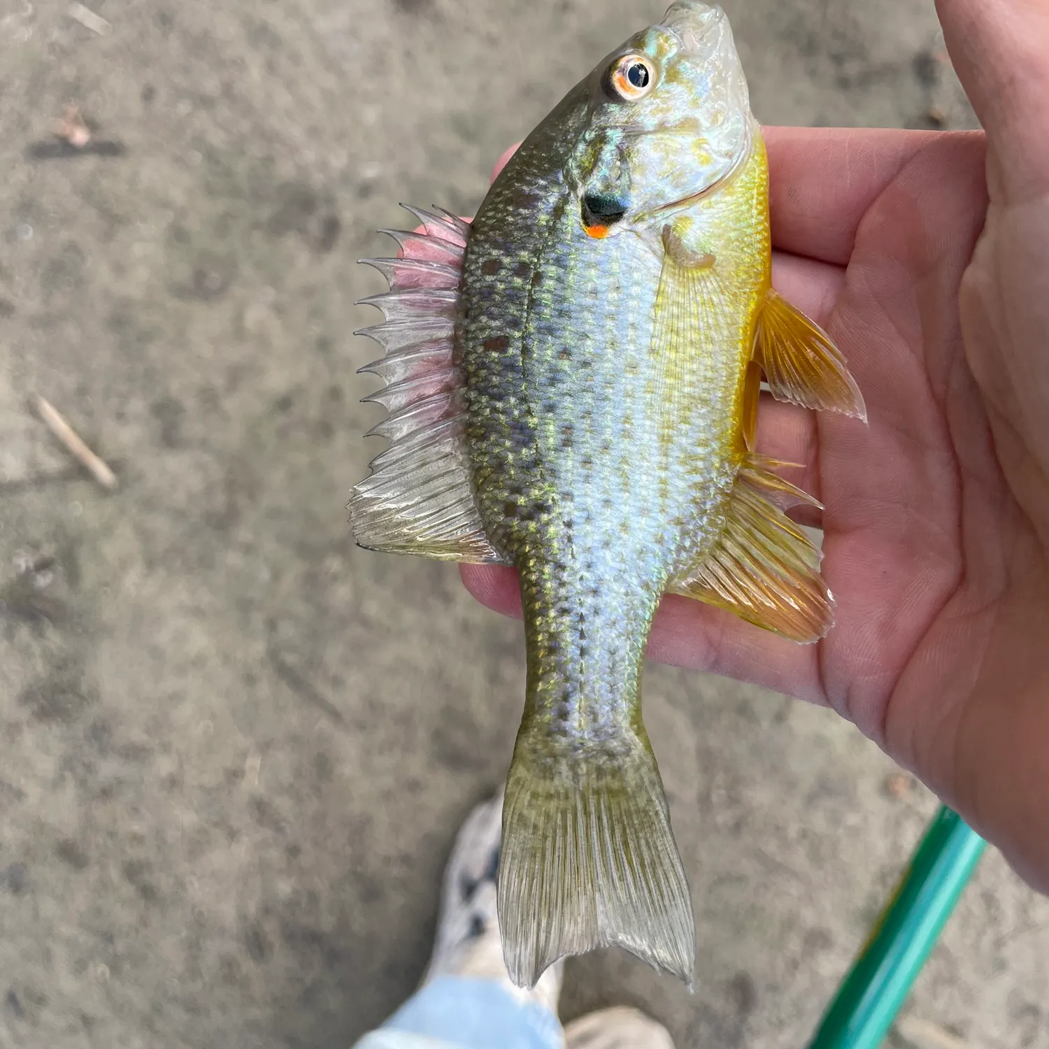 Fish caught on Fishbrain