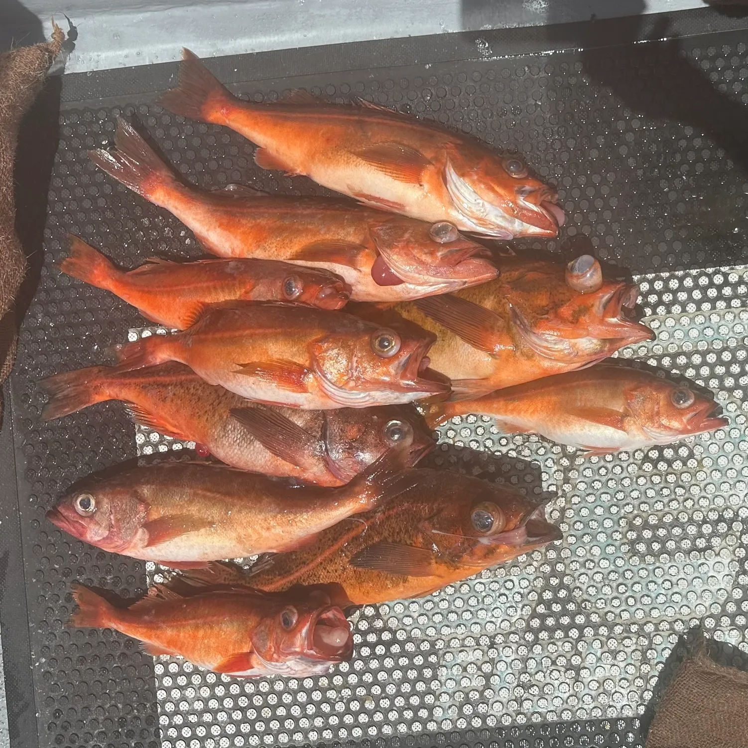 The most recent Bank rockfish catches on Fishbrain