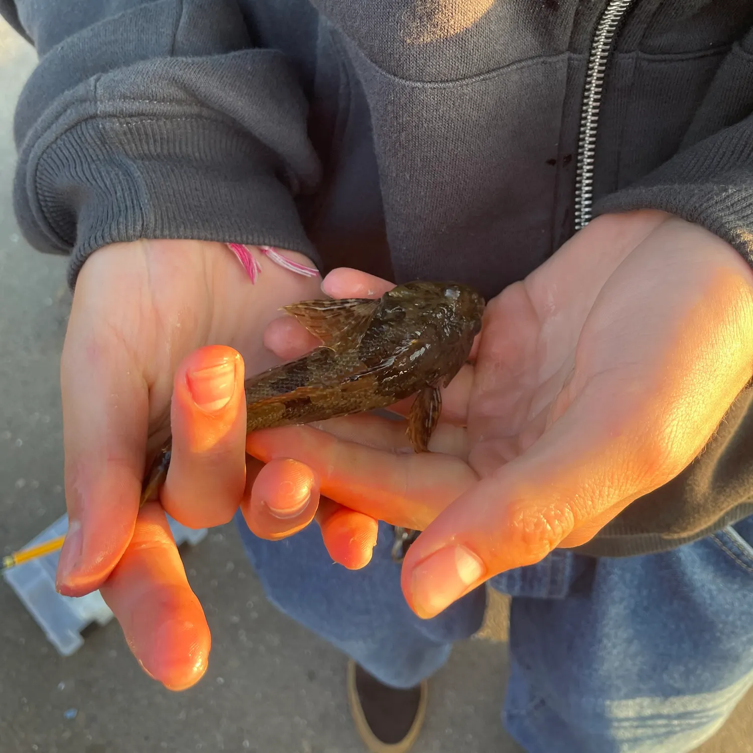 Longspined bullhead caught on Fishbrain