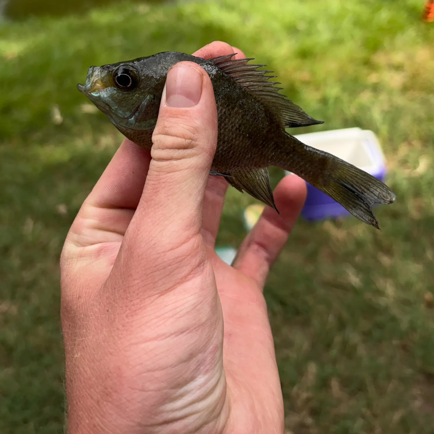 Bluegill caught on Fishbrain