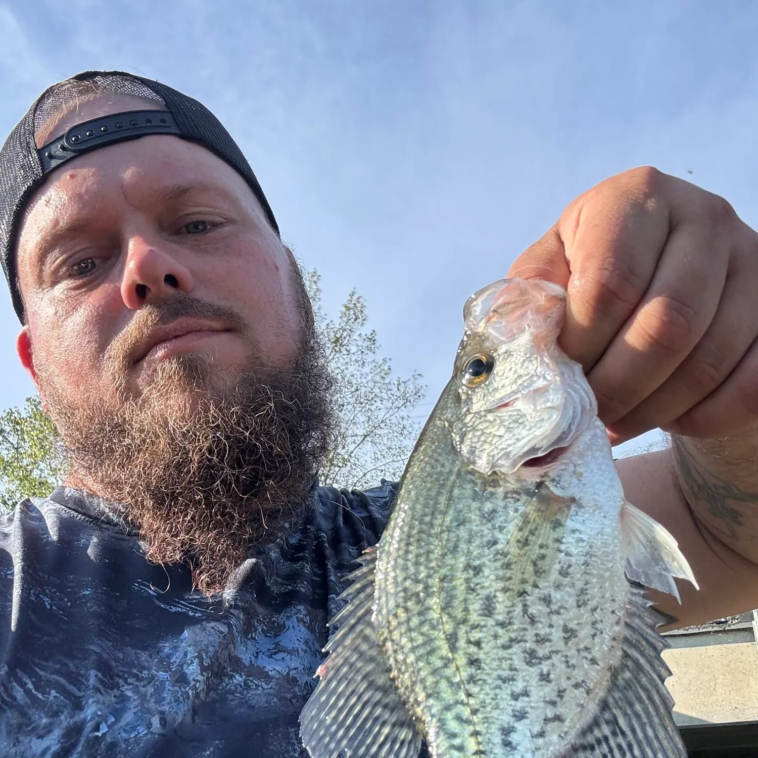 Black crappie caught on Fishbrain