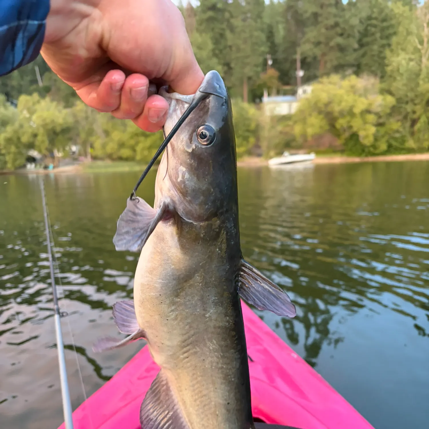 Channel catfish caught on Fishbrain