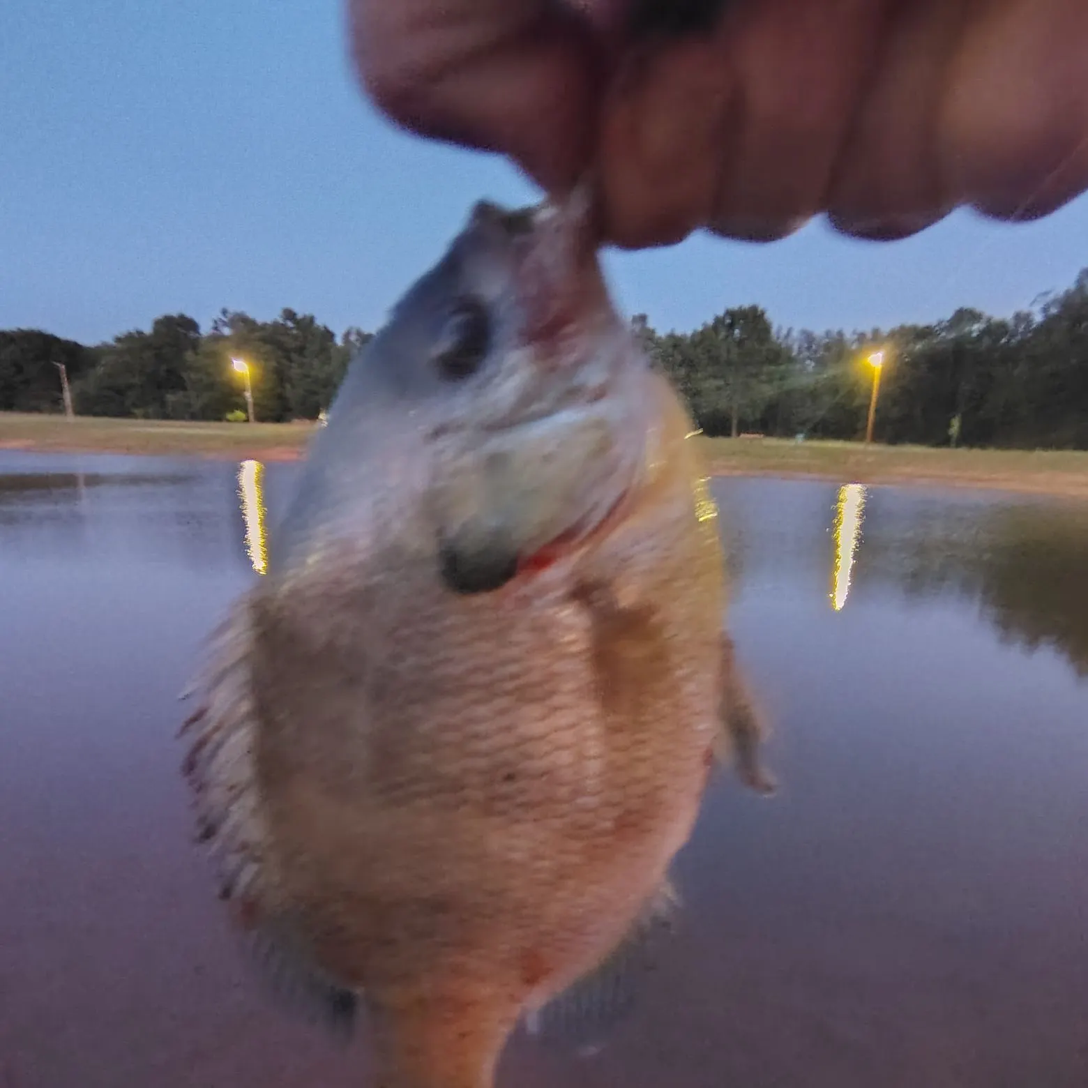 Bluegill caught on Fishbrain