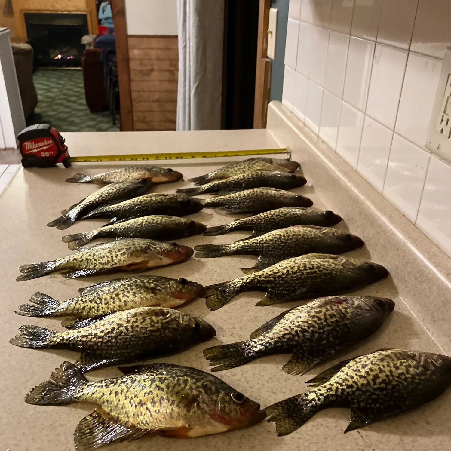 recently logged catches