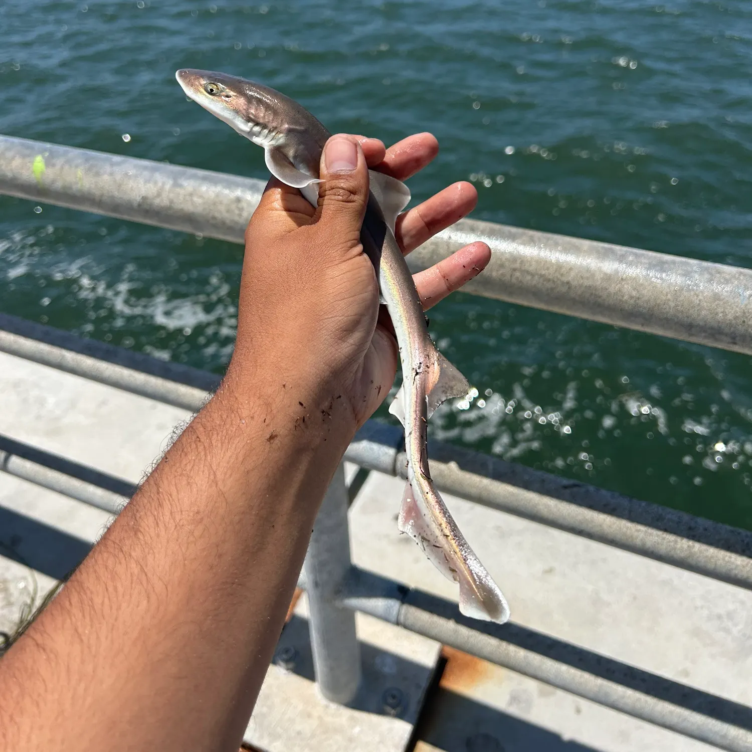 The most recent Grey smooth-hound catches on Fishbrain