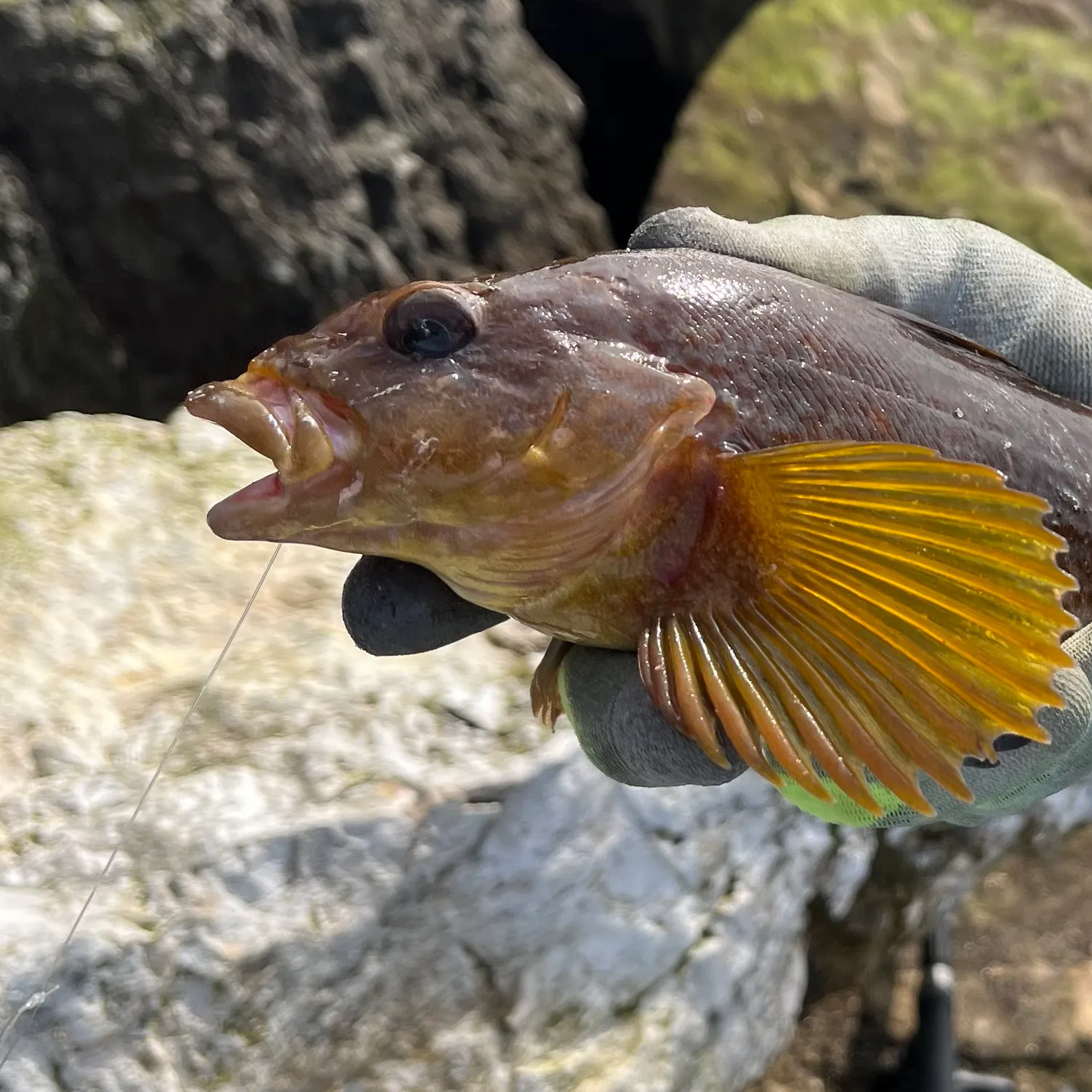 The most recent Kelp greenling catches on Fishbrain